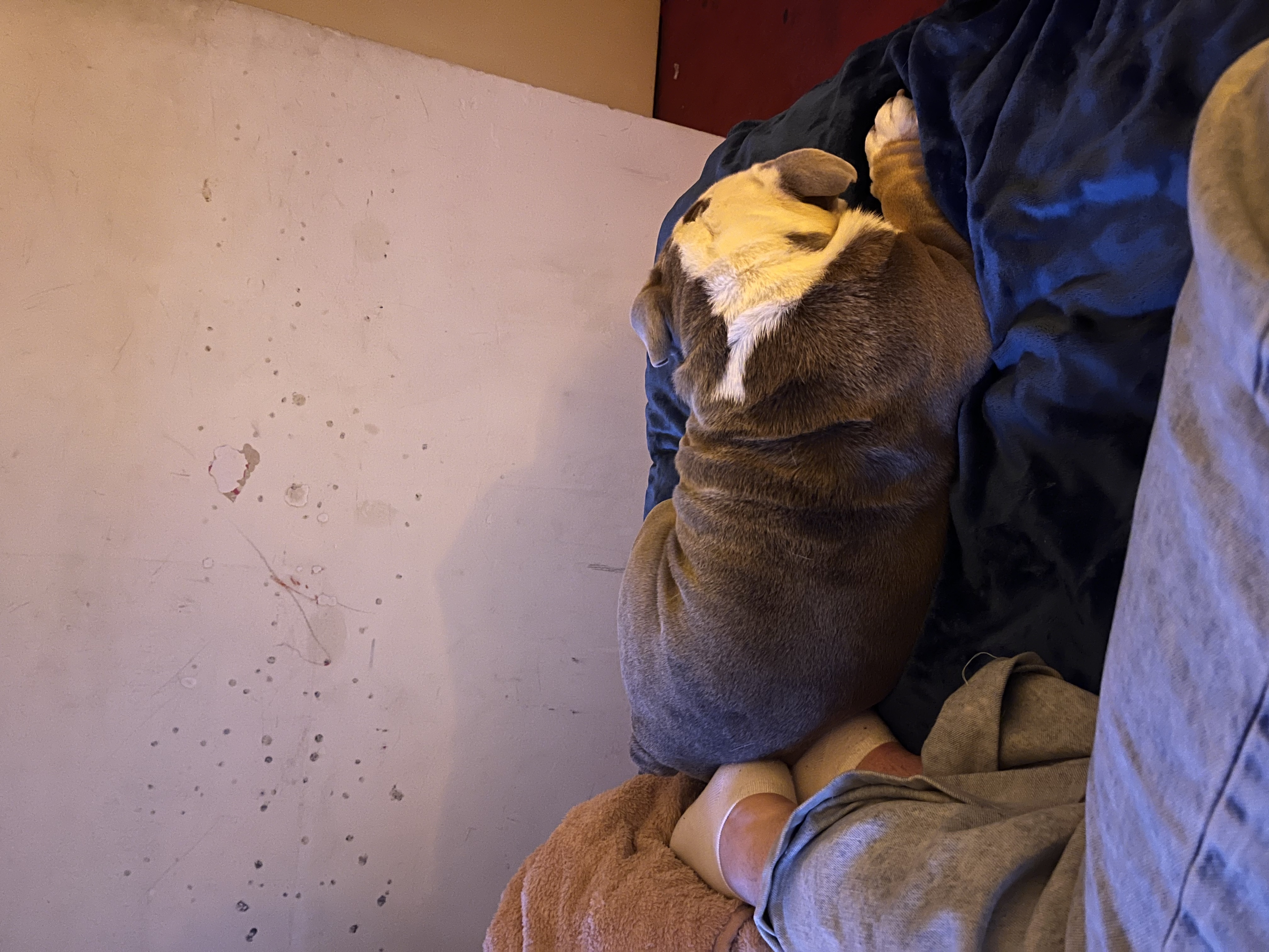 image-7