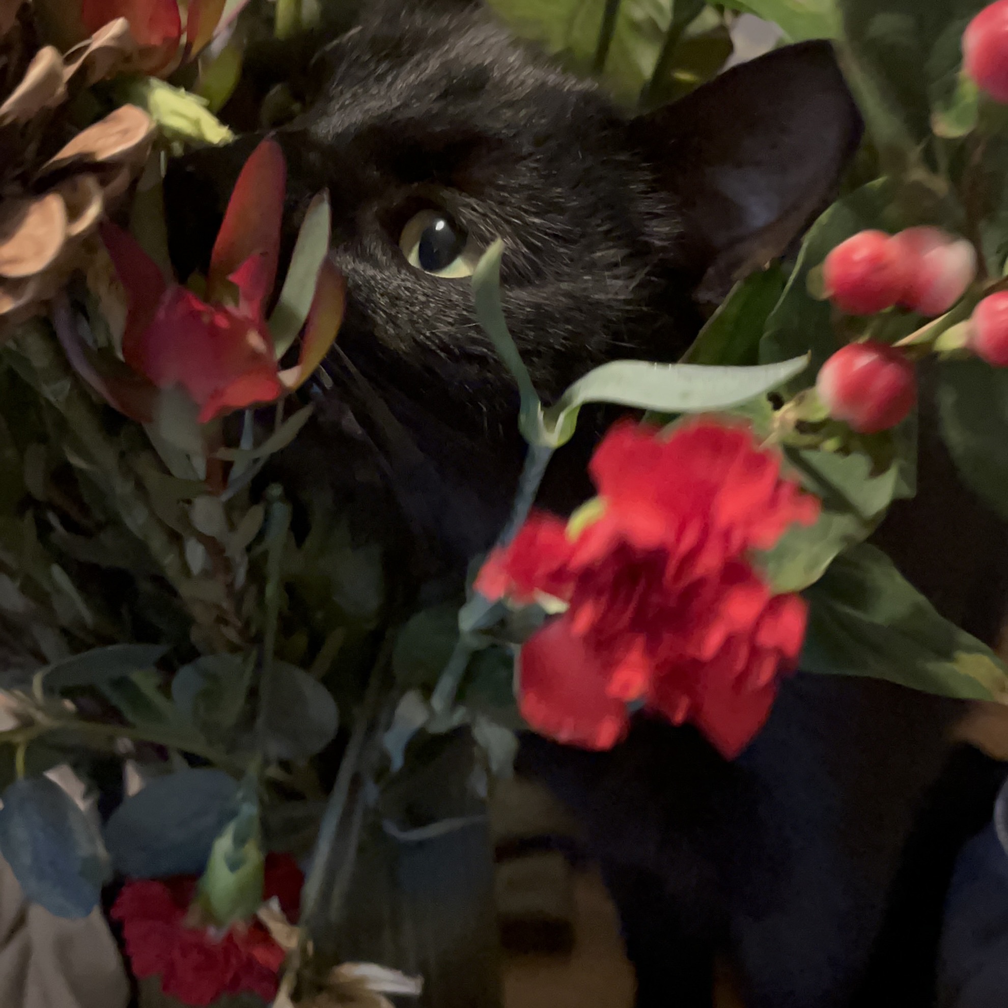 Merlin