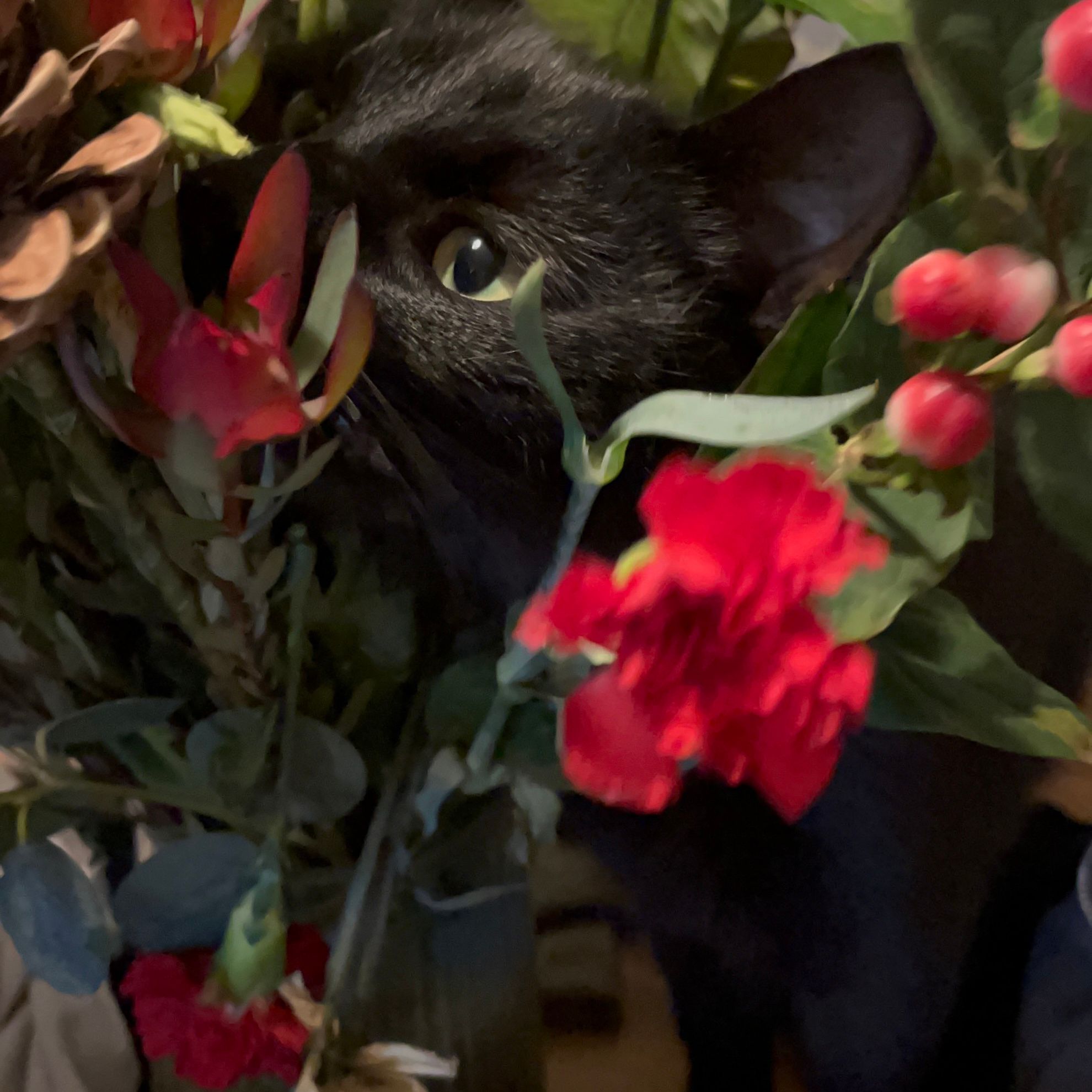 Merlin