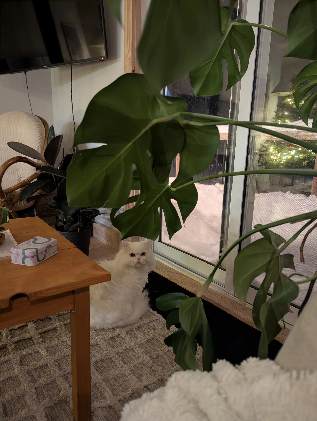 image-6