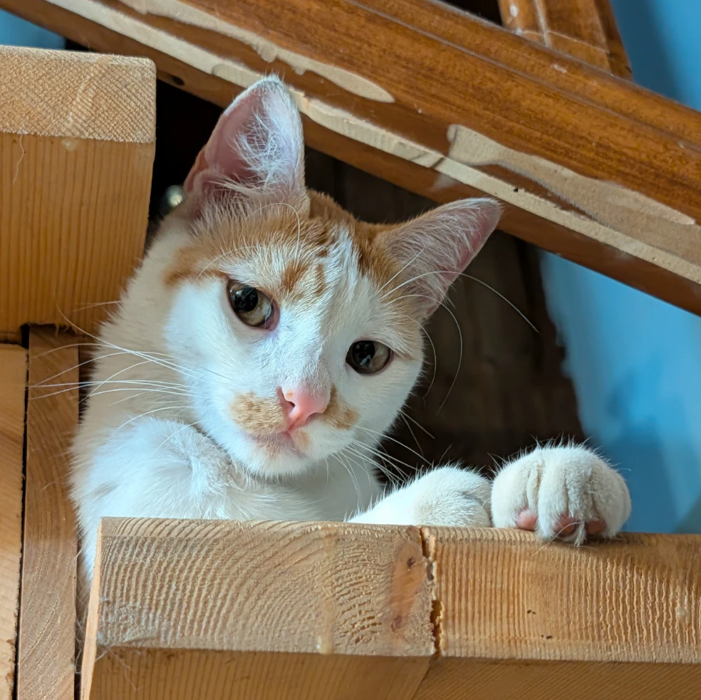 Tom