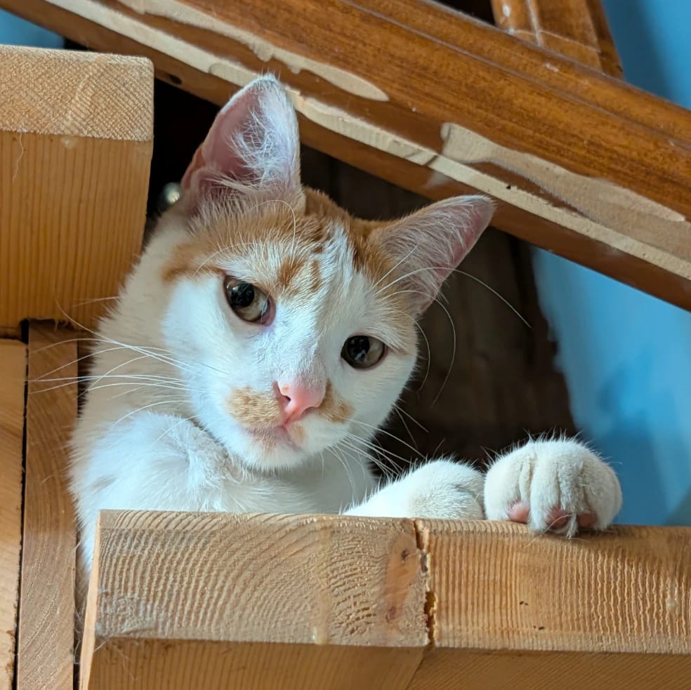Tom