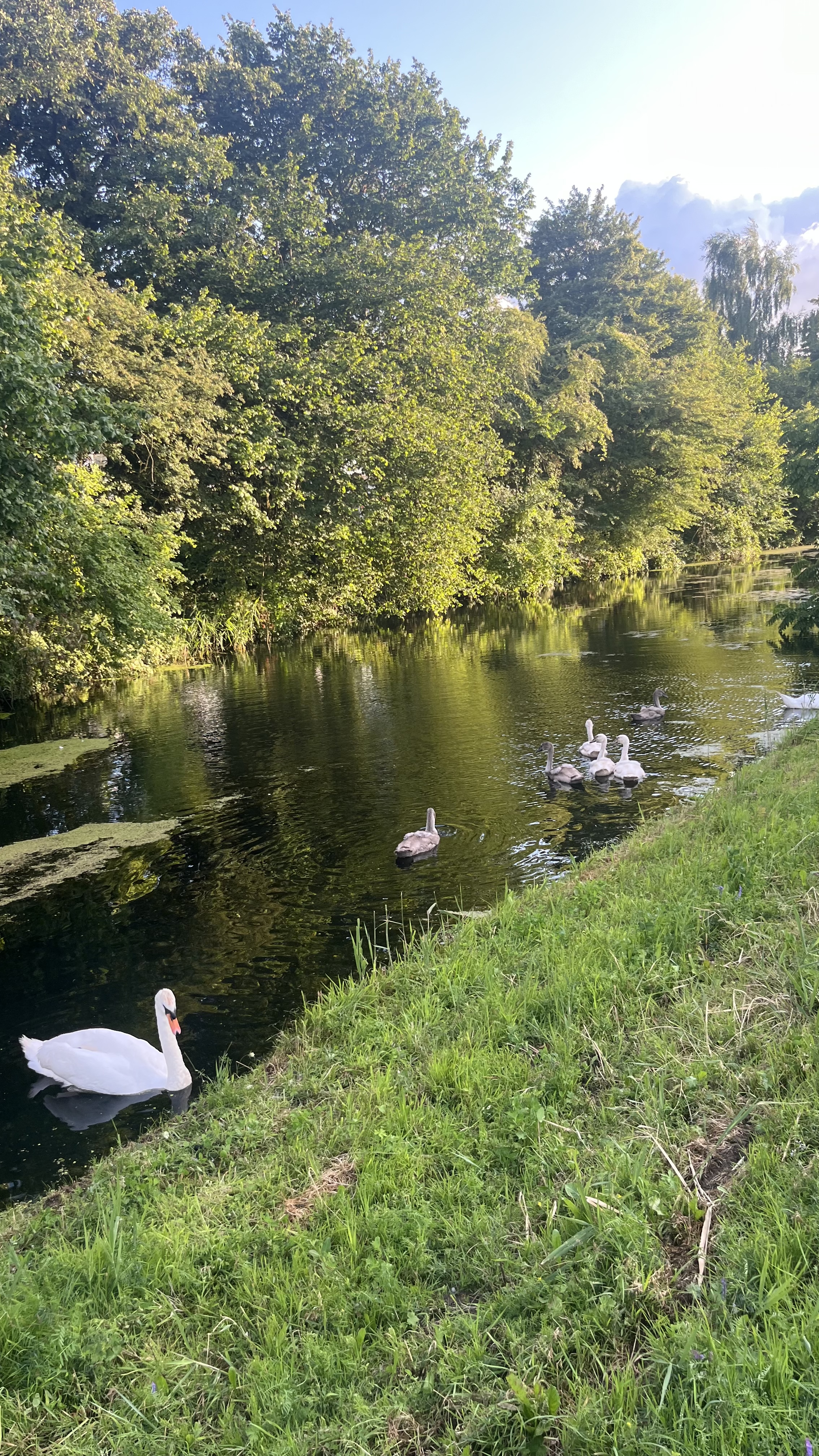 image-19