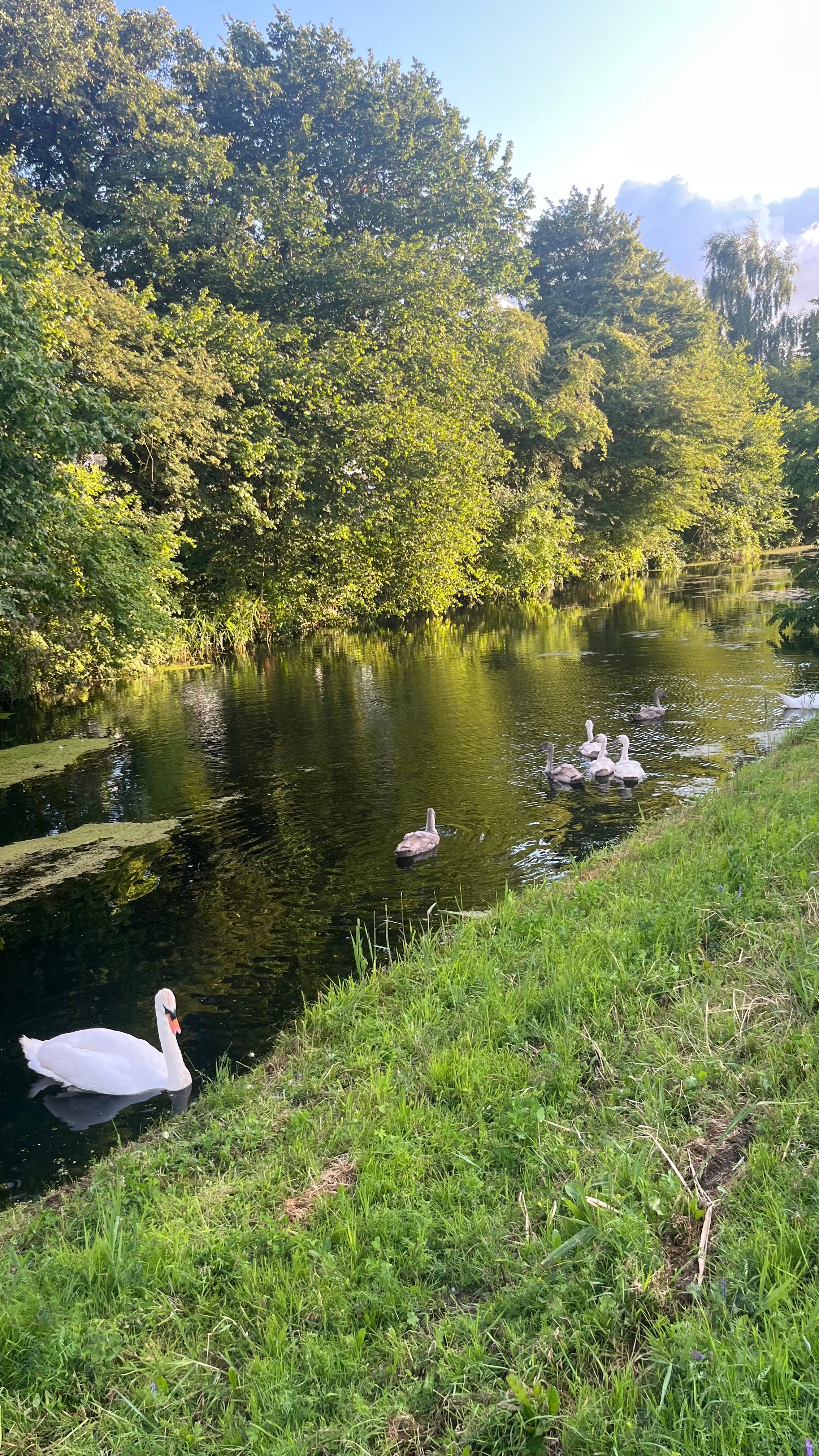 image-19