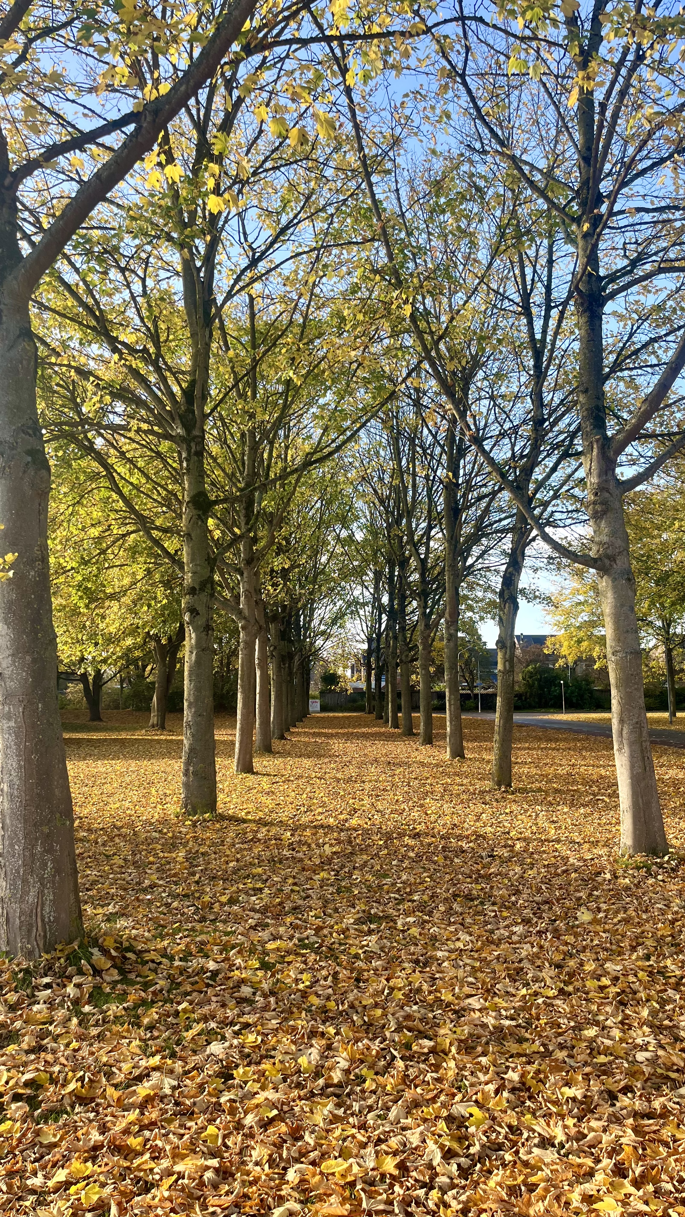 image-16