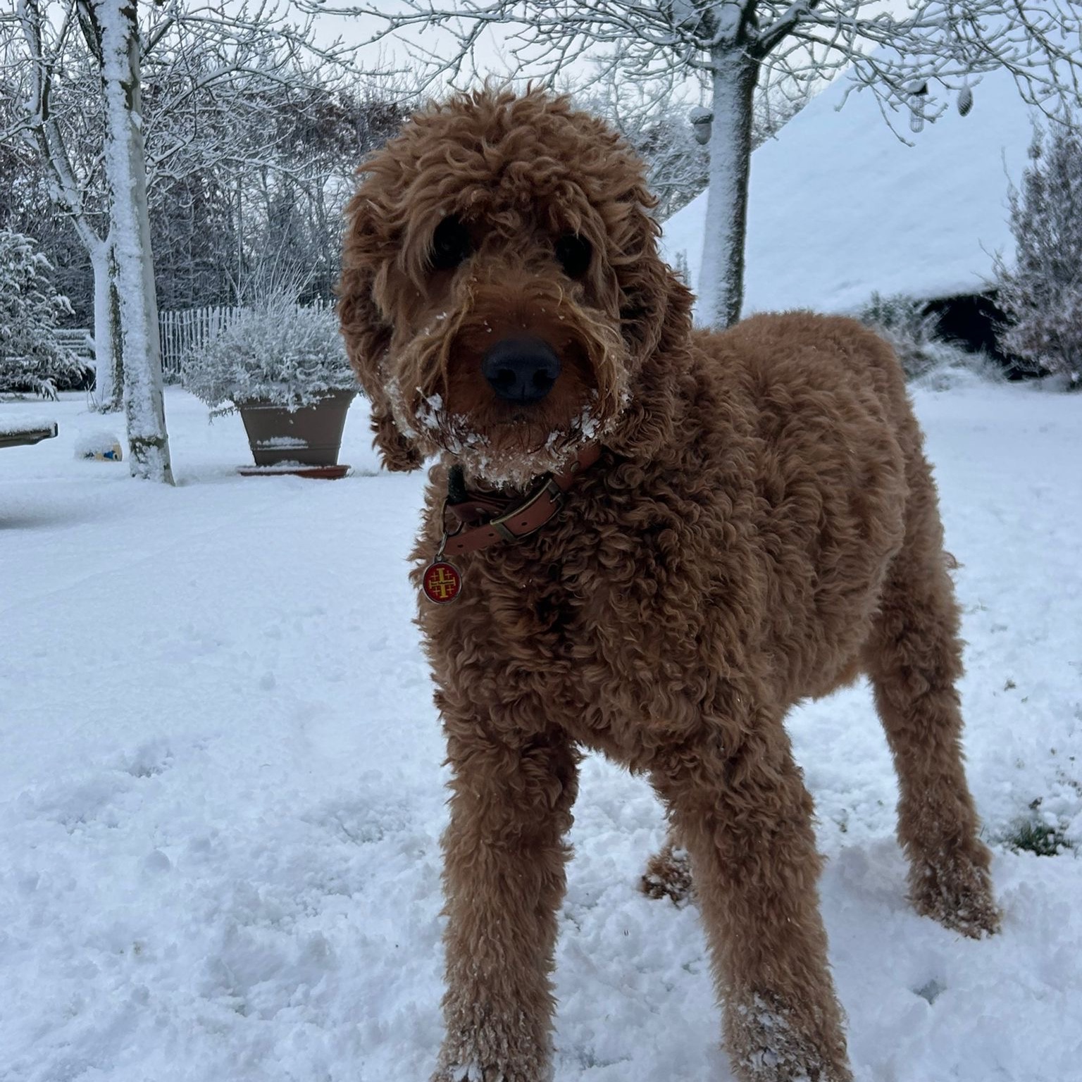 Oscar
