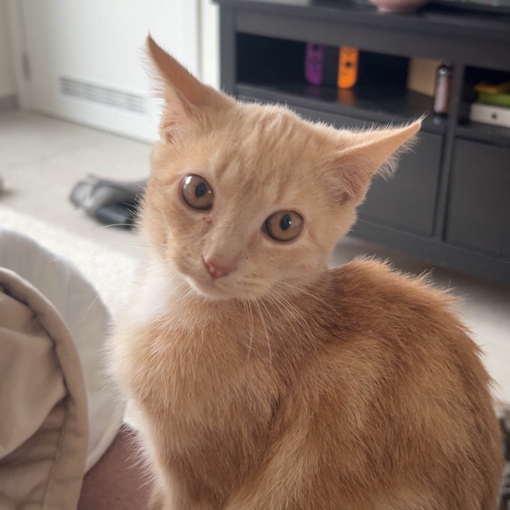 dobby 