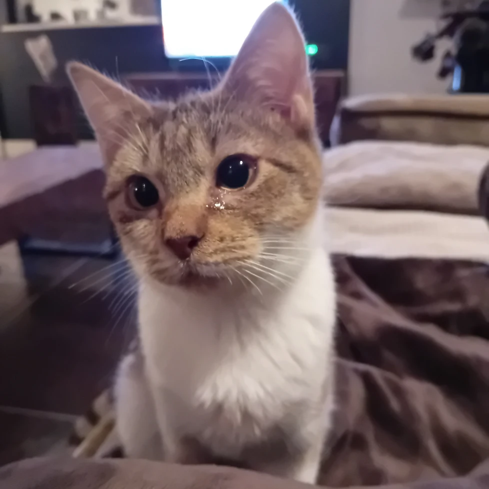 Lucille 