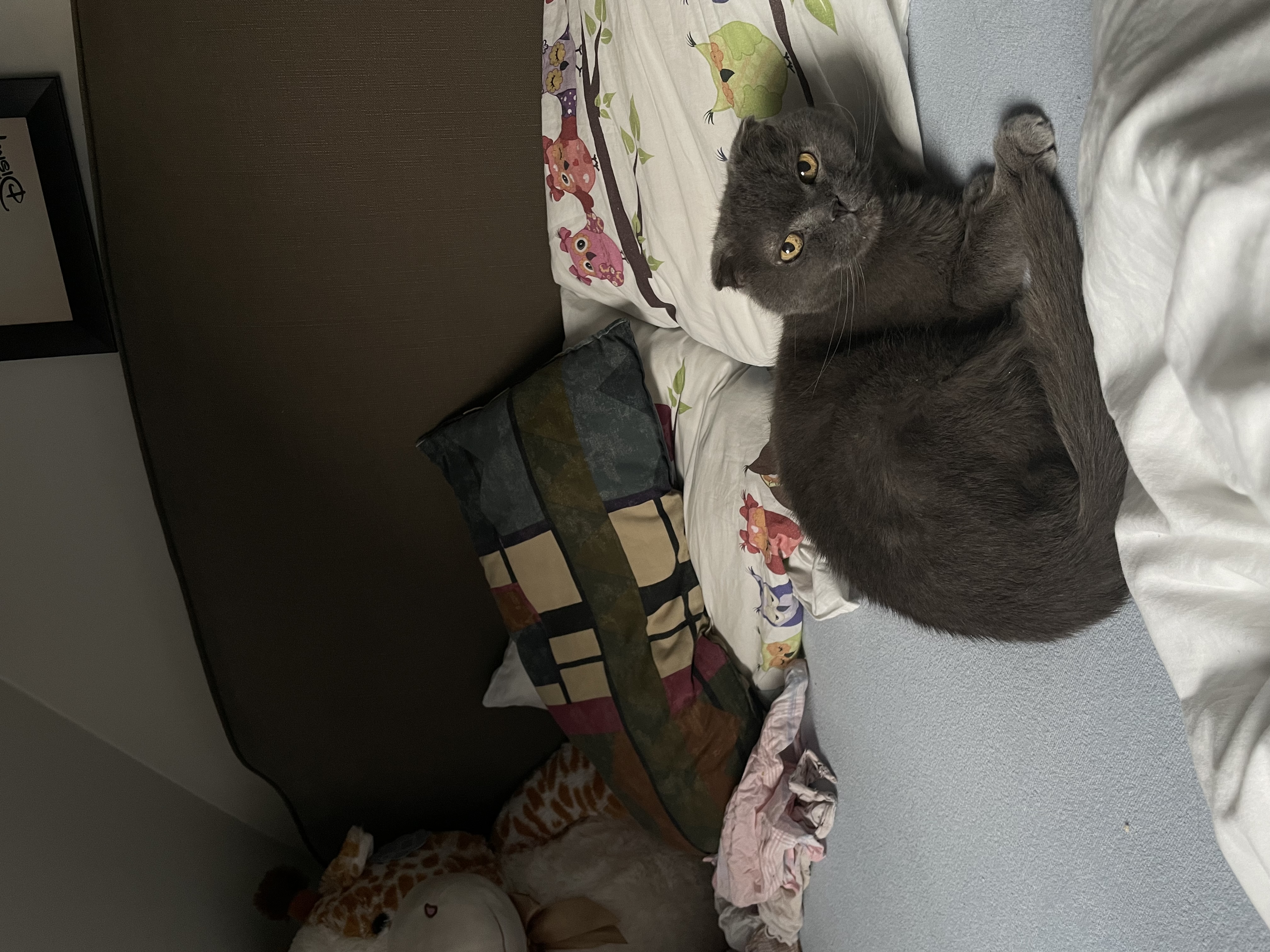 image-6