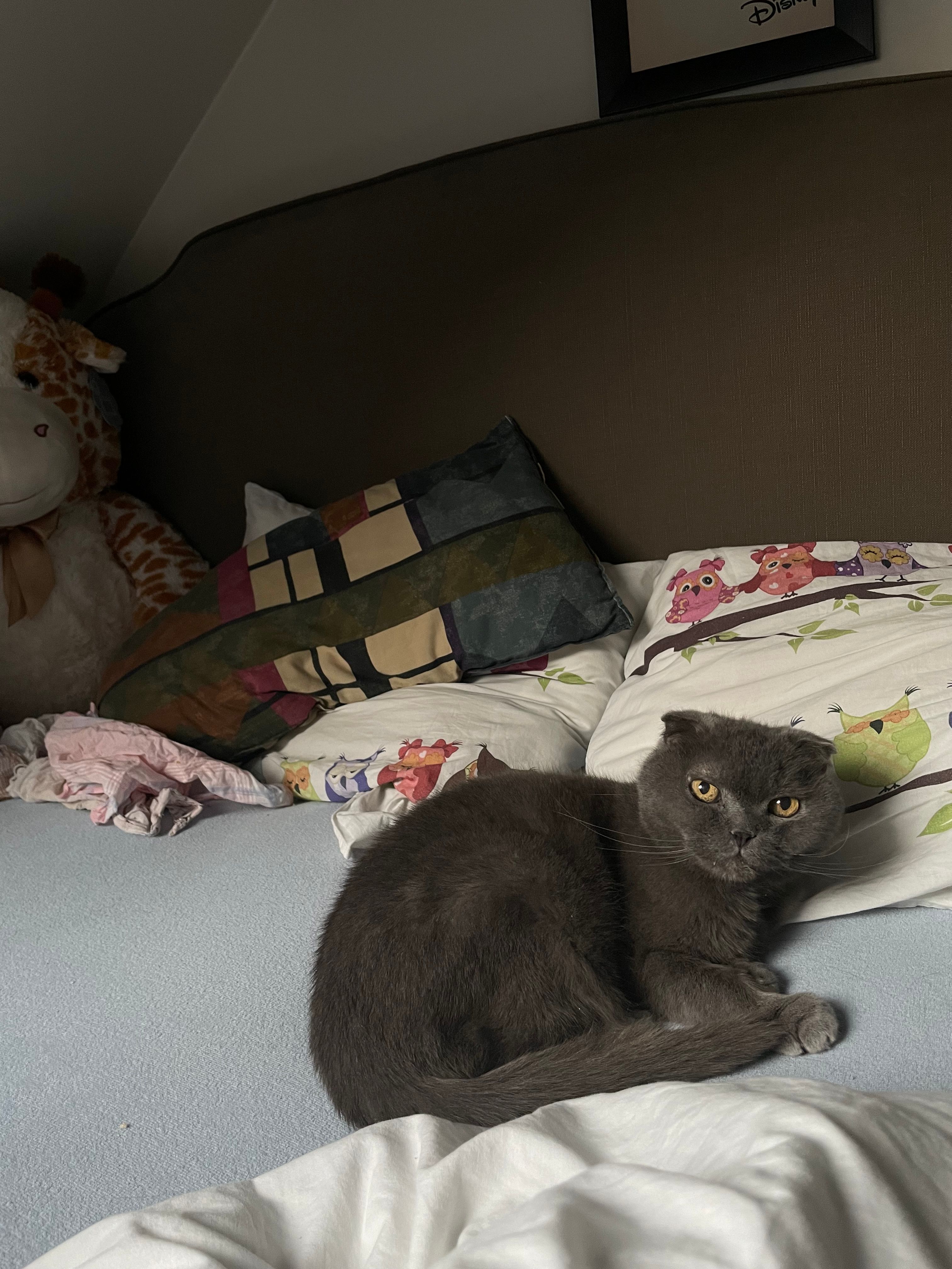 image-6