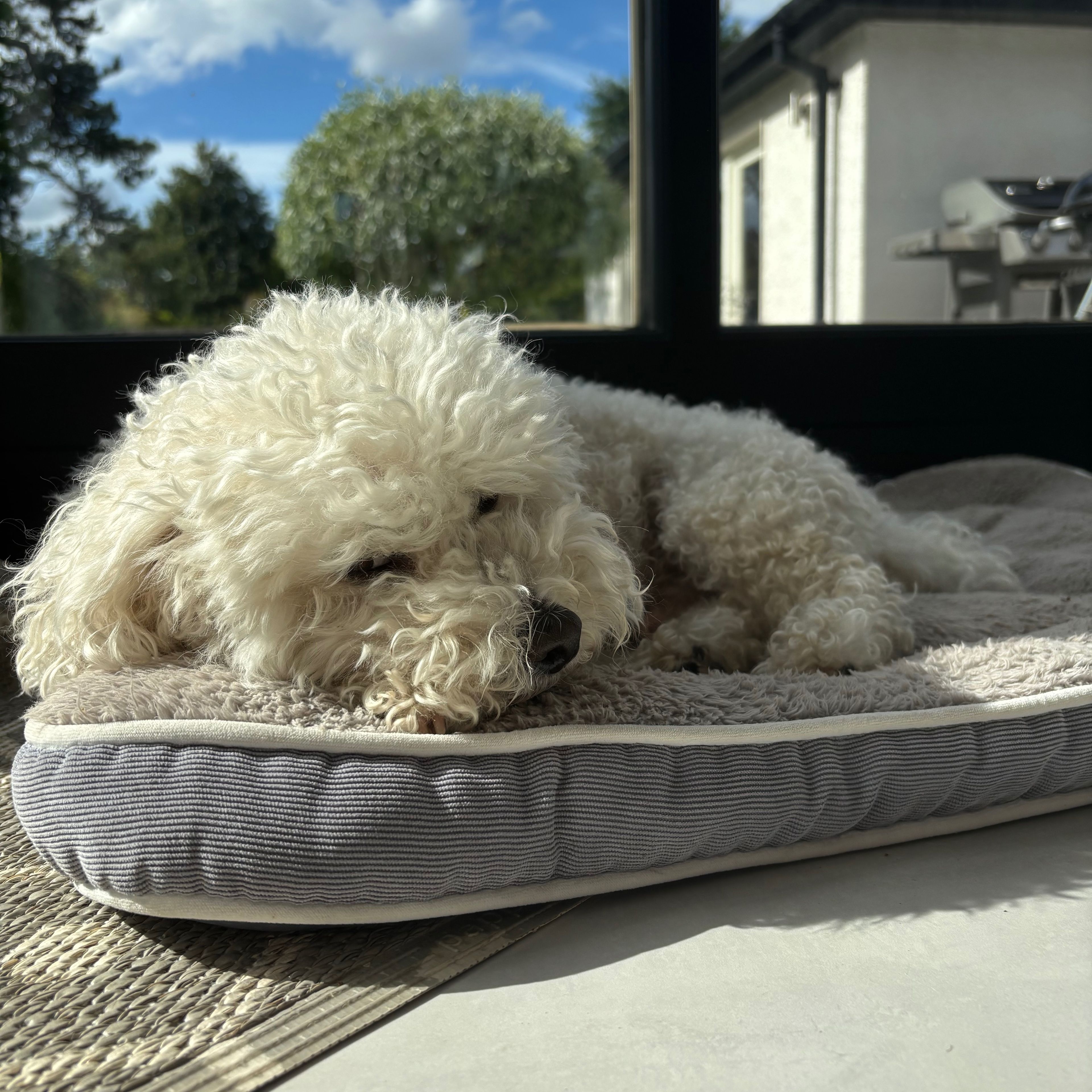 Cooper