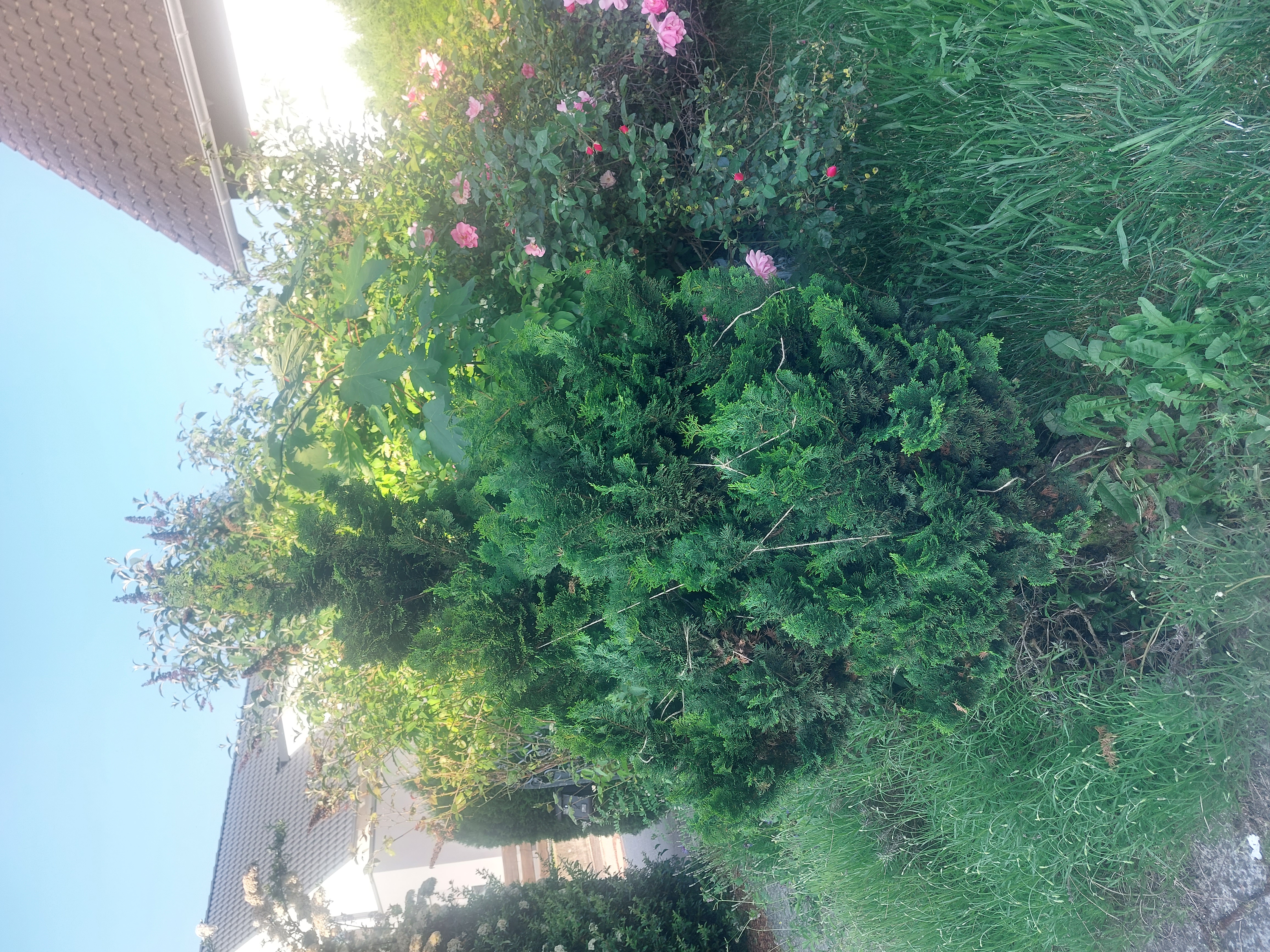 image-15