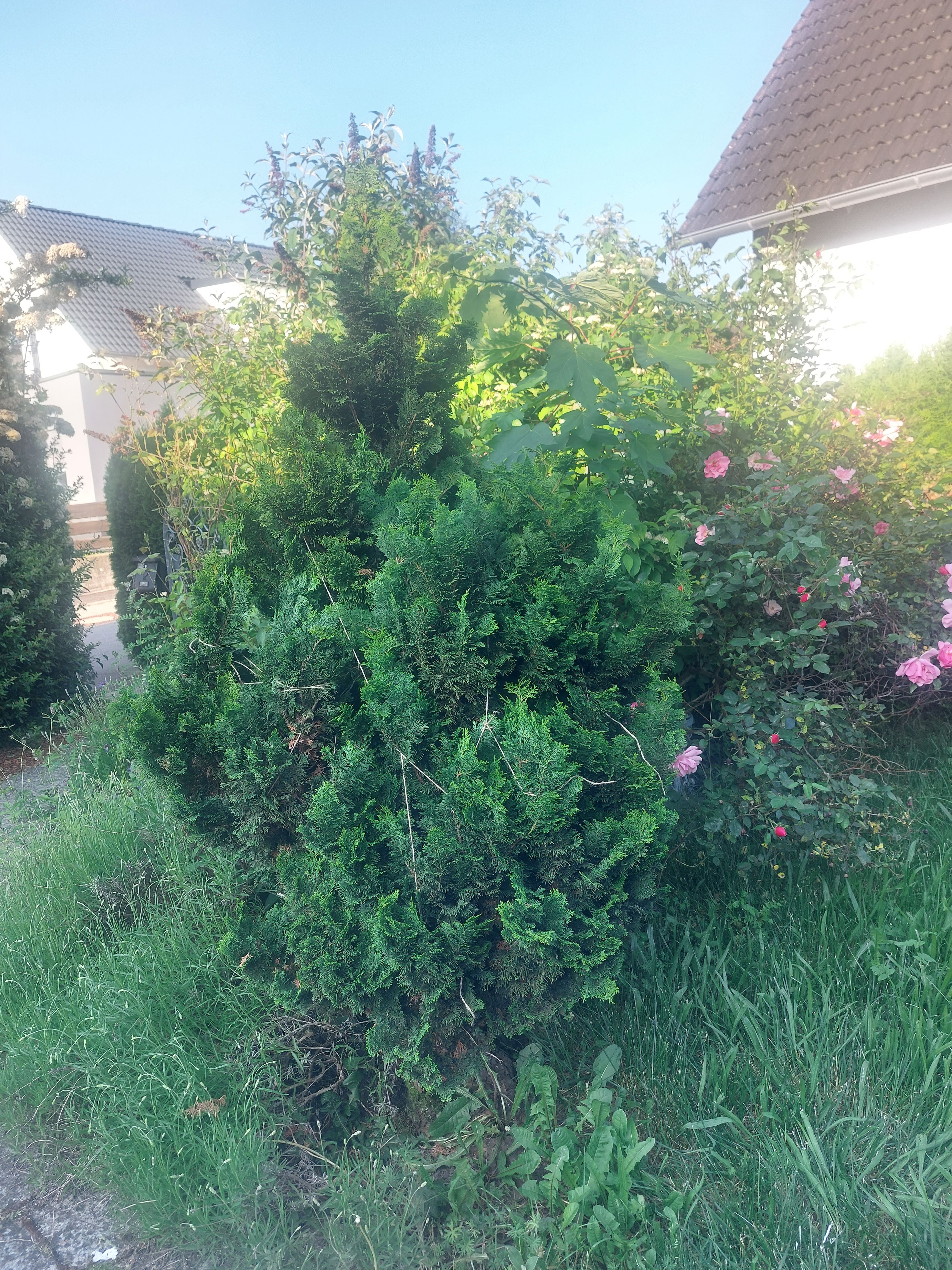 image-15