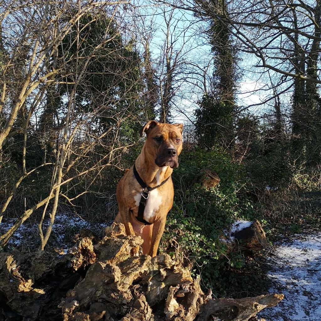 Misiu aka Meesh/Meeshkins