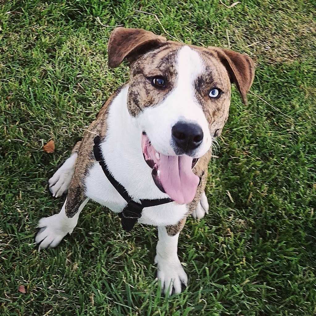 Szynka aka Shenks/Shenkins