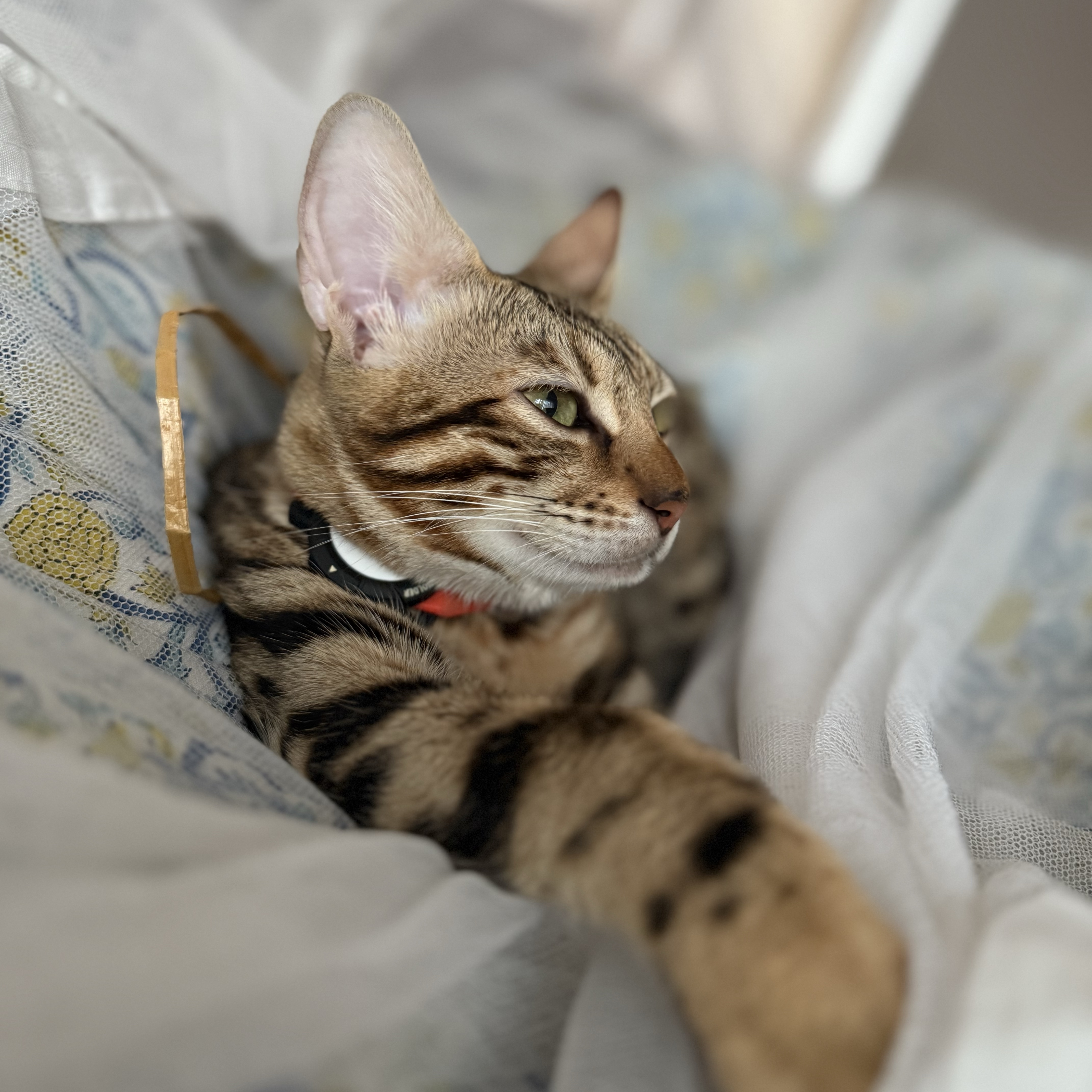 Yuki 