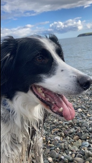 Toby