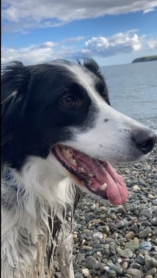 Toby