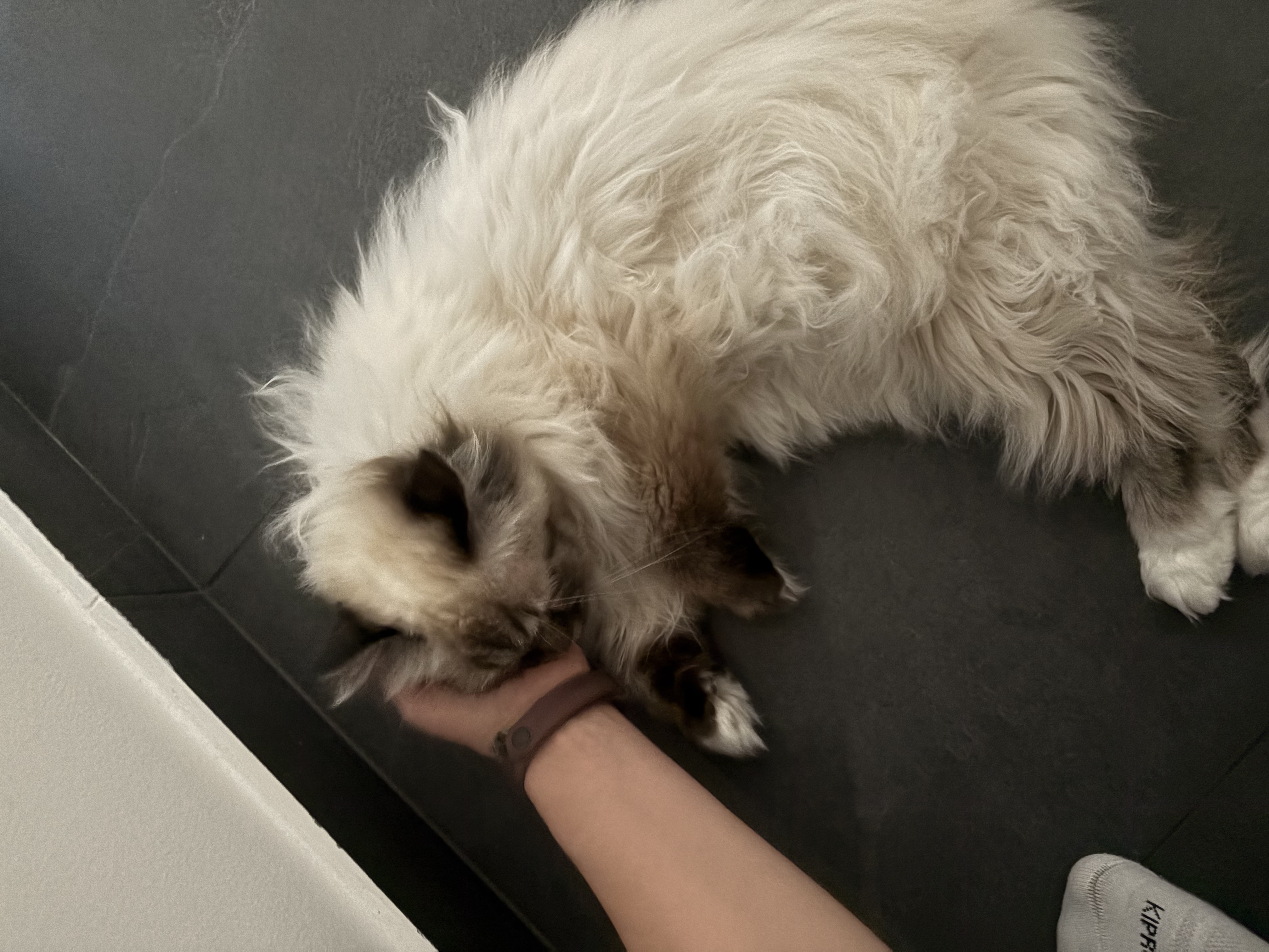 image-12