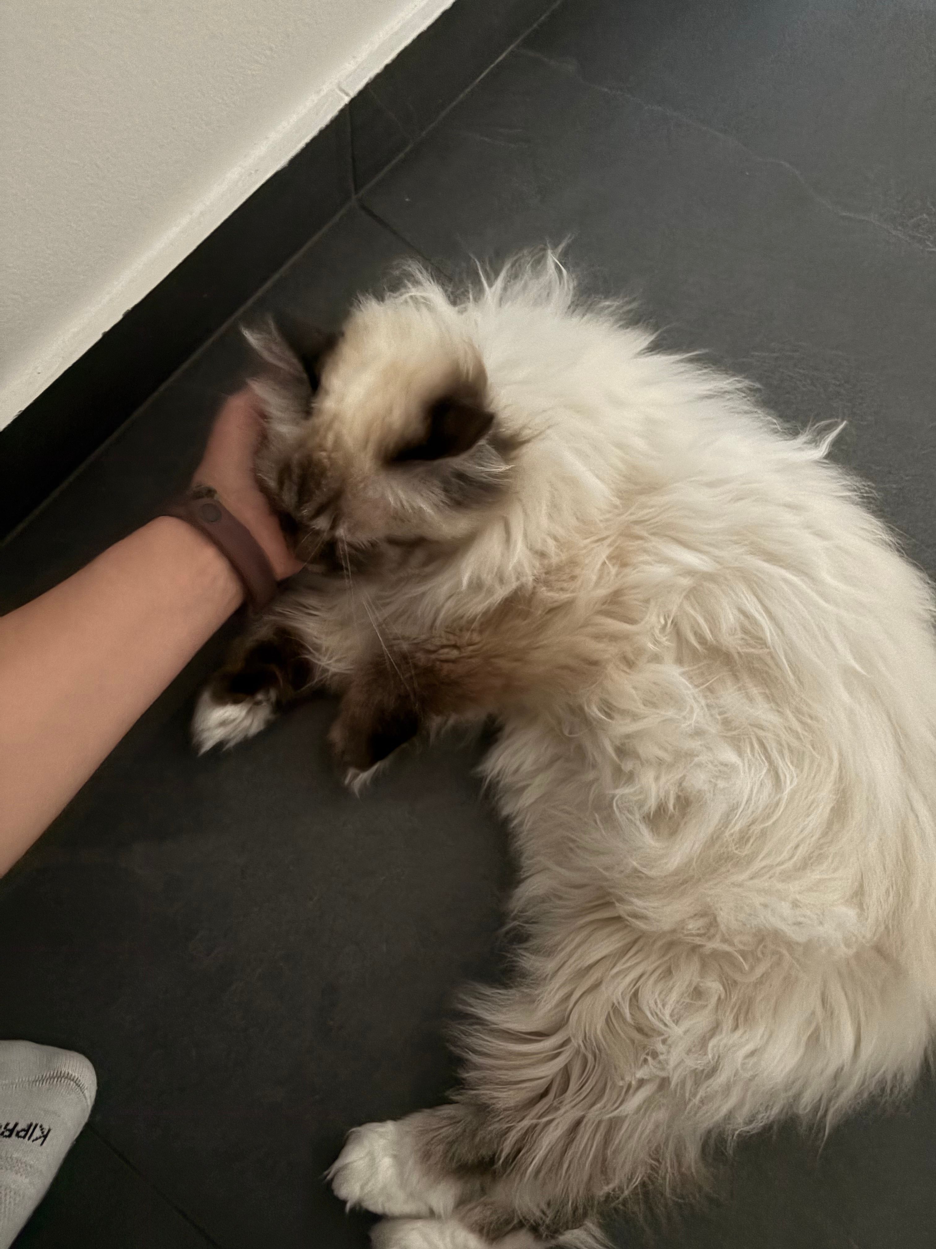image-12