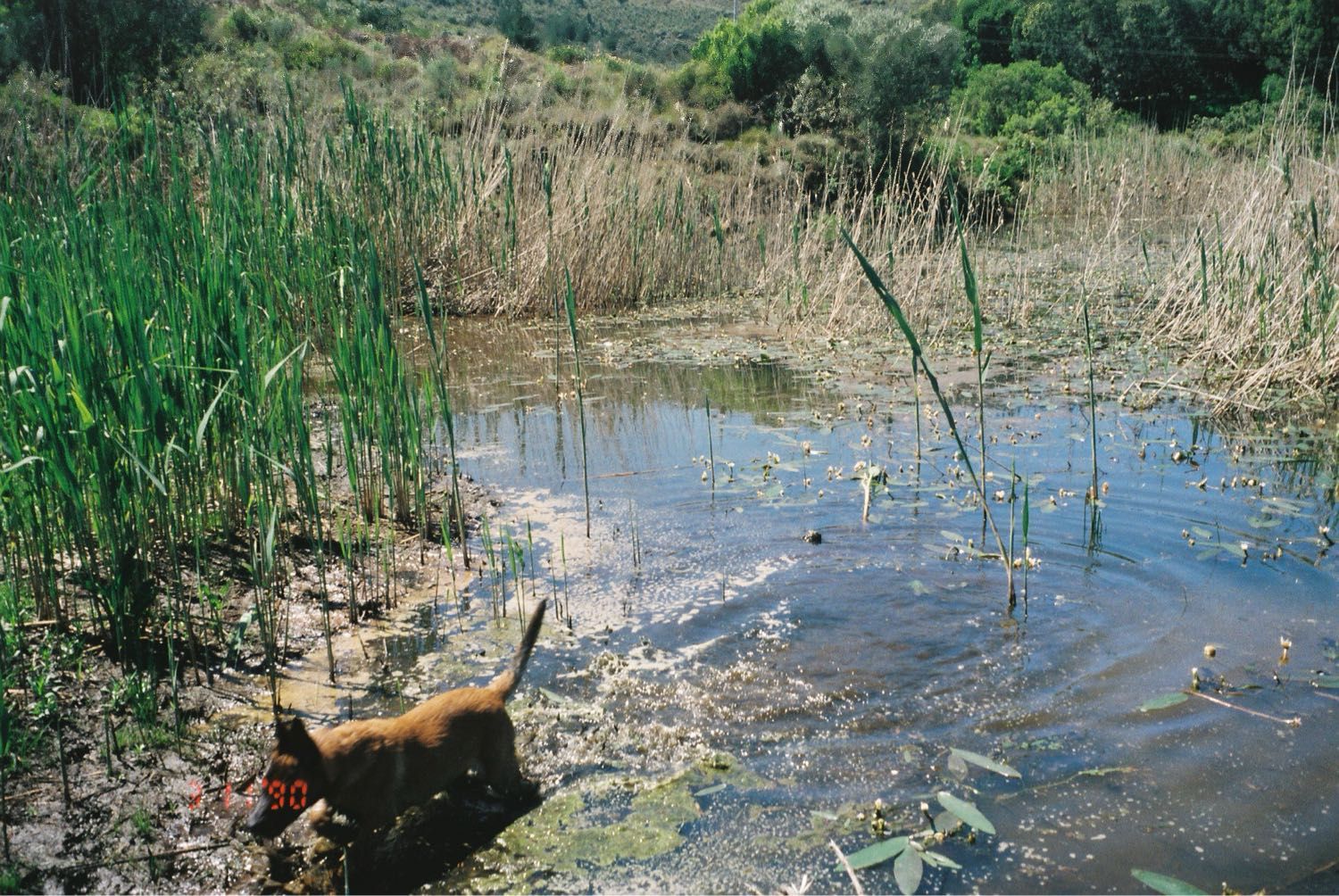 image-4
