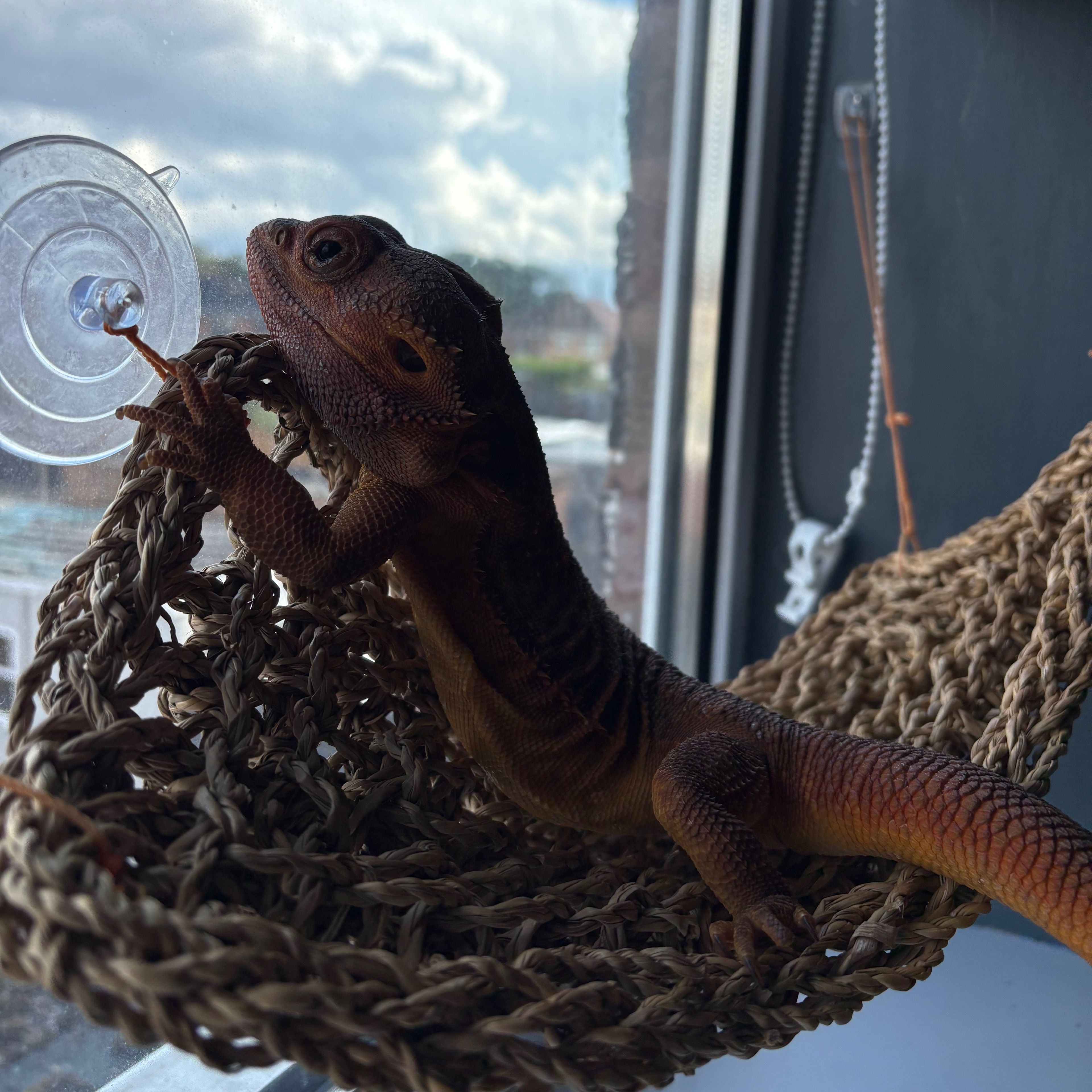 Loki