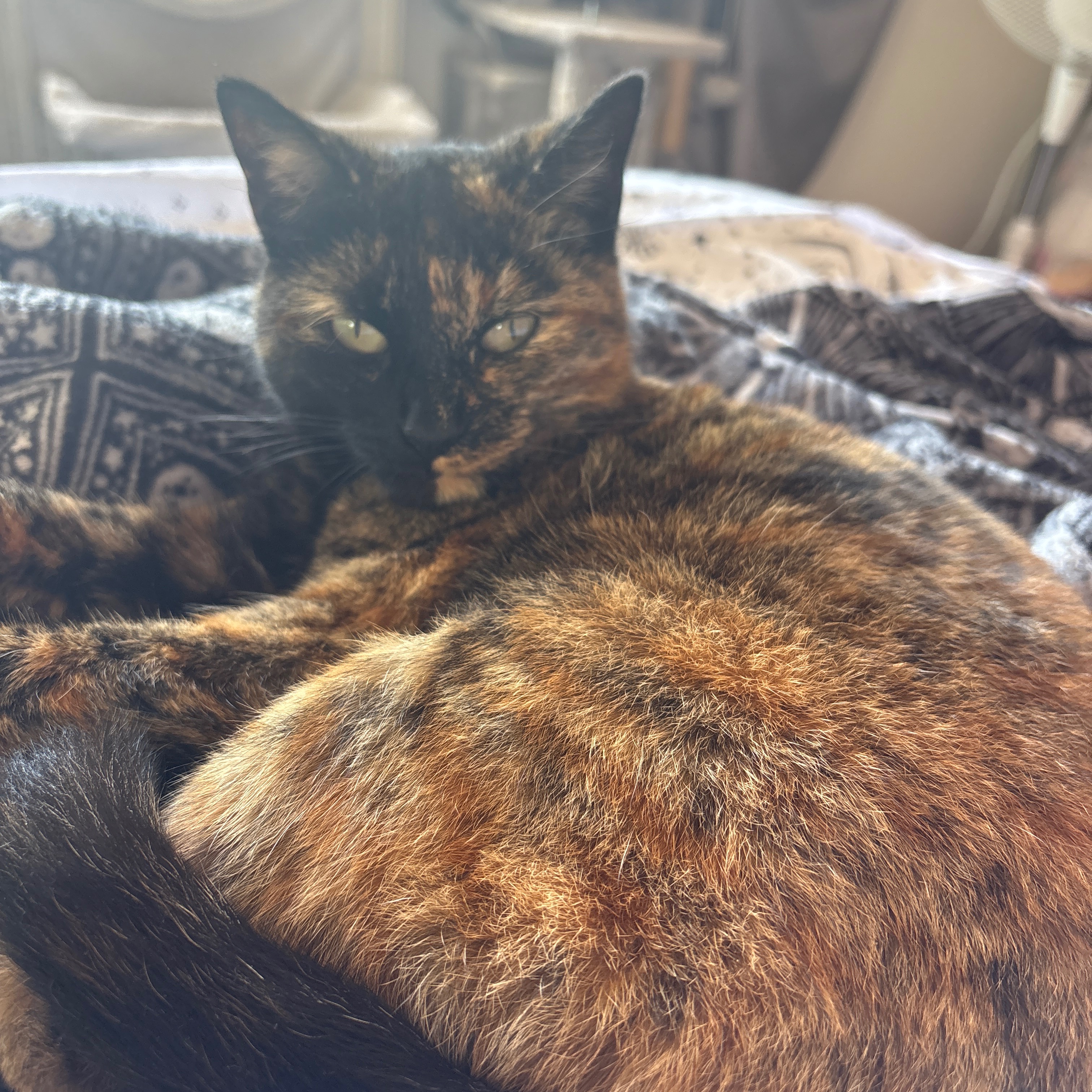 Rosie