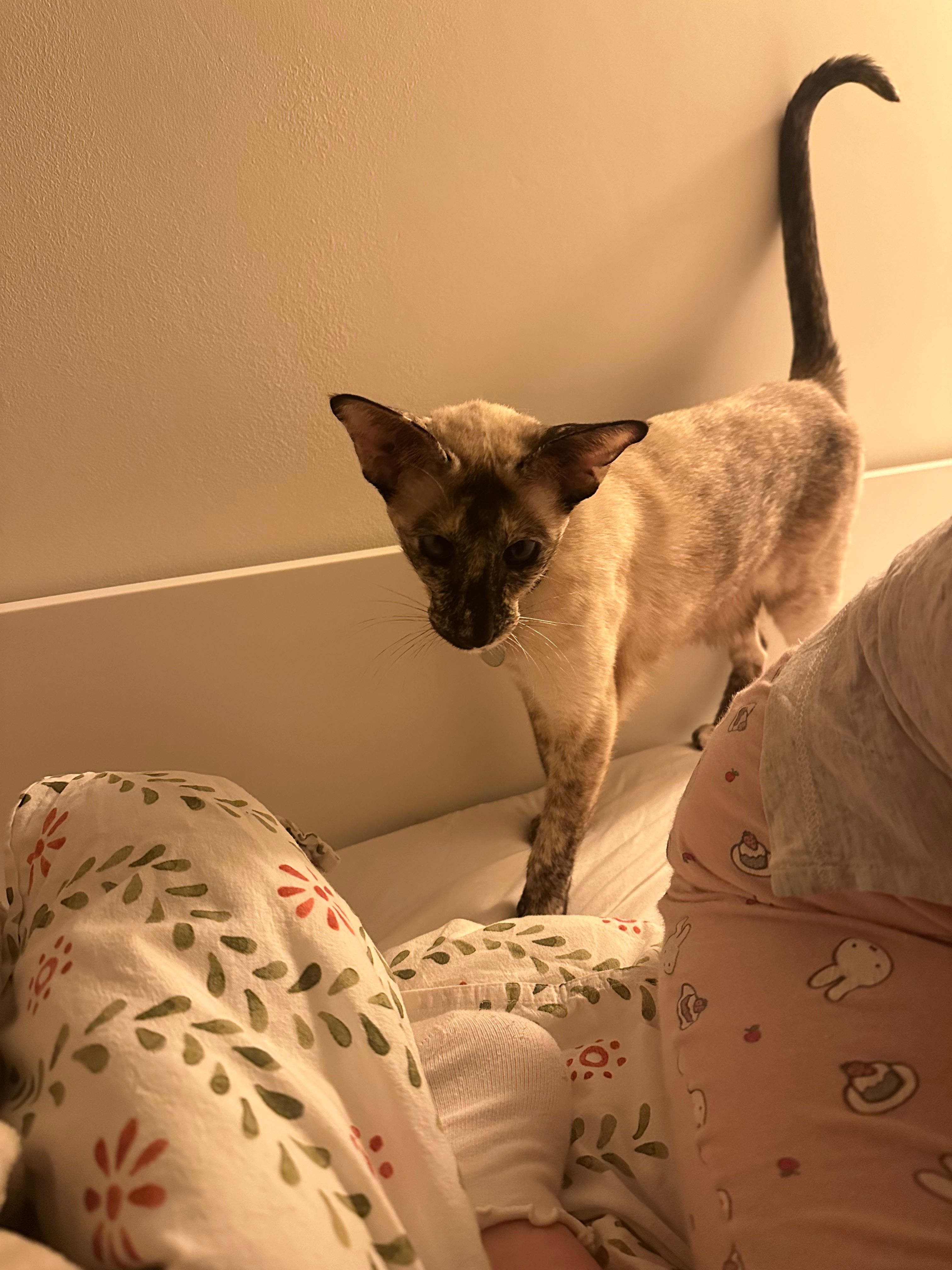 image-4
