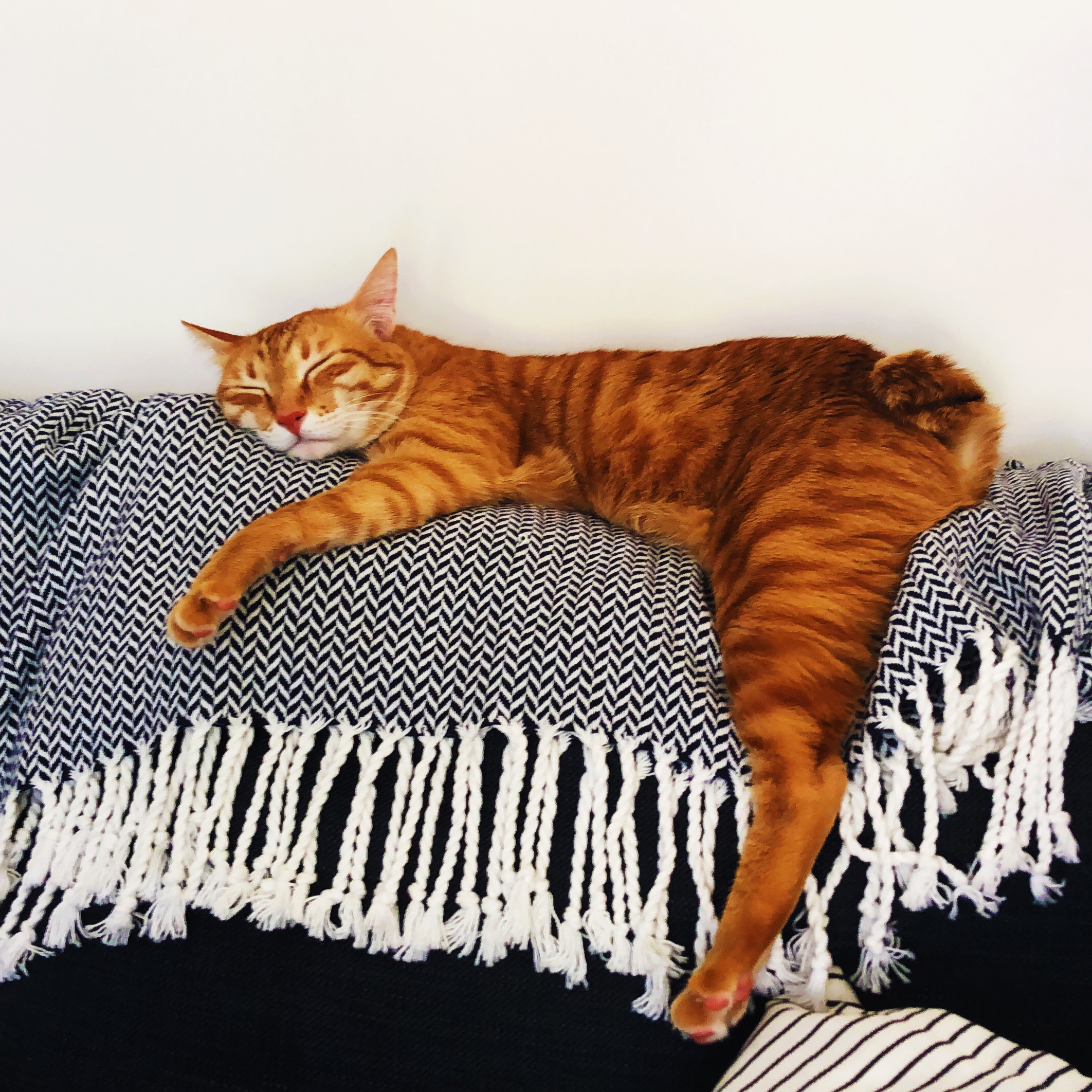 Garfield