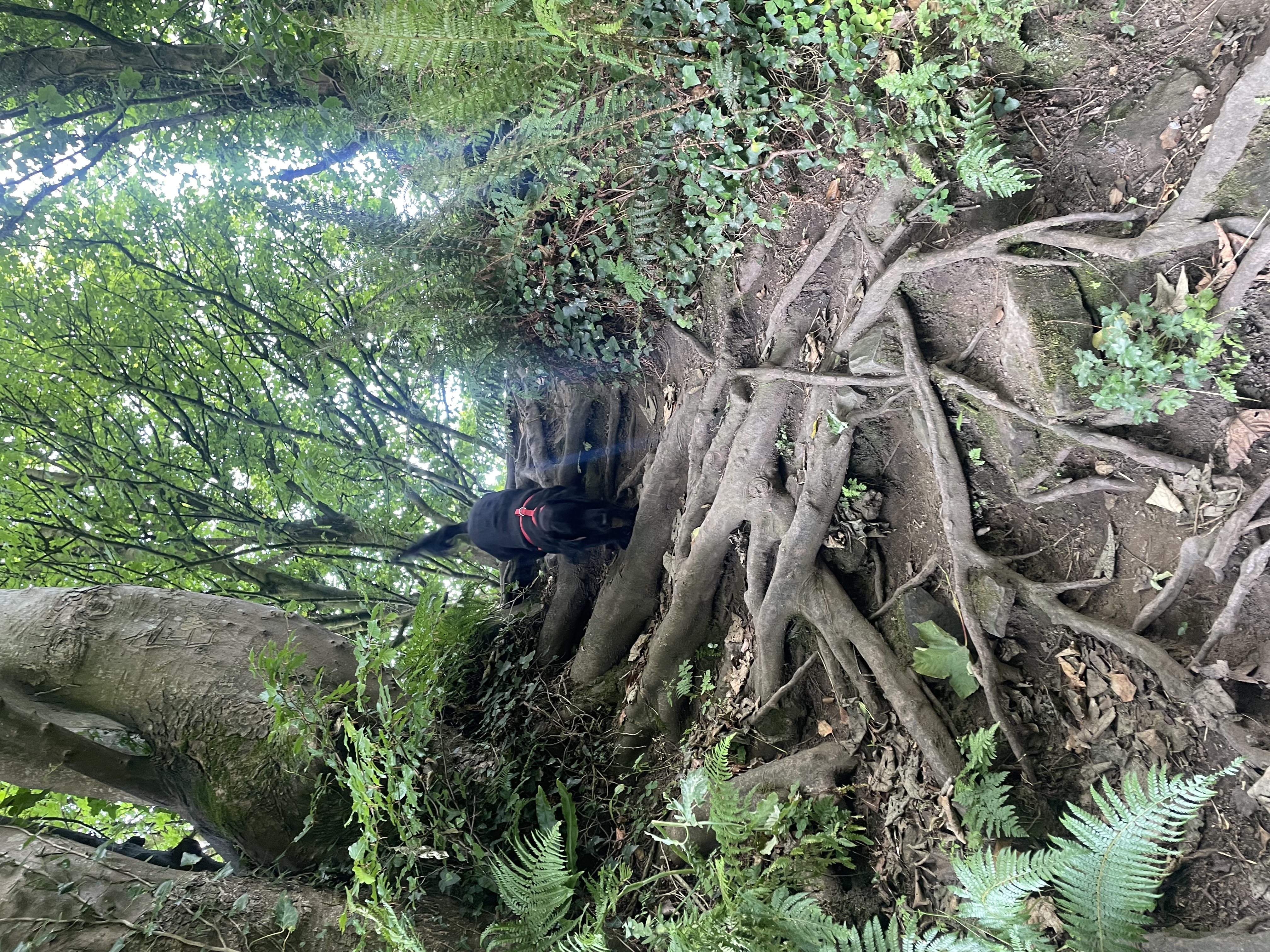 image-2