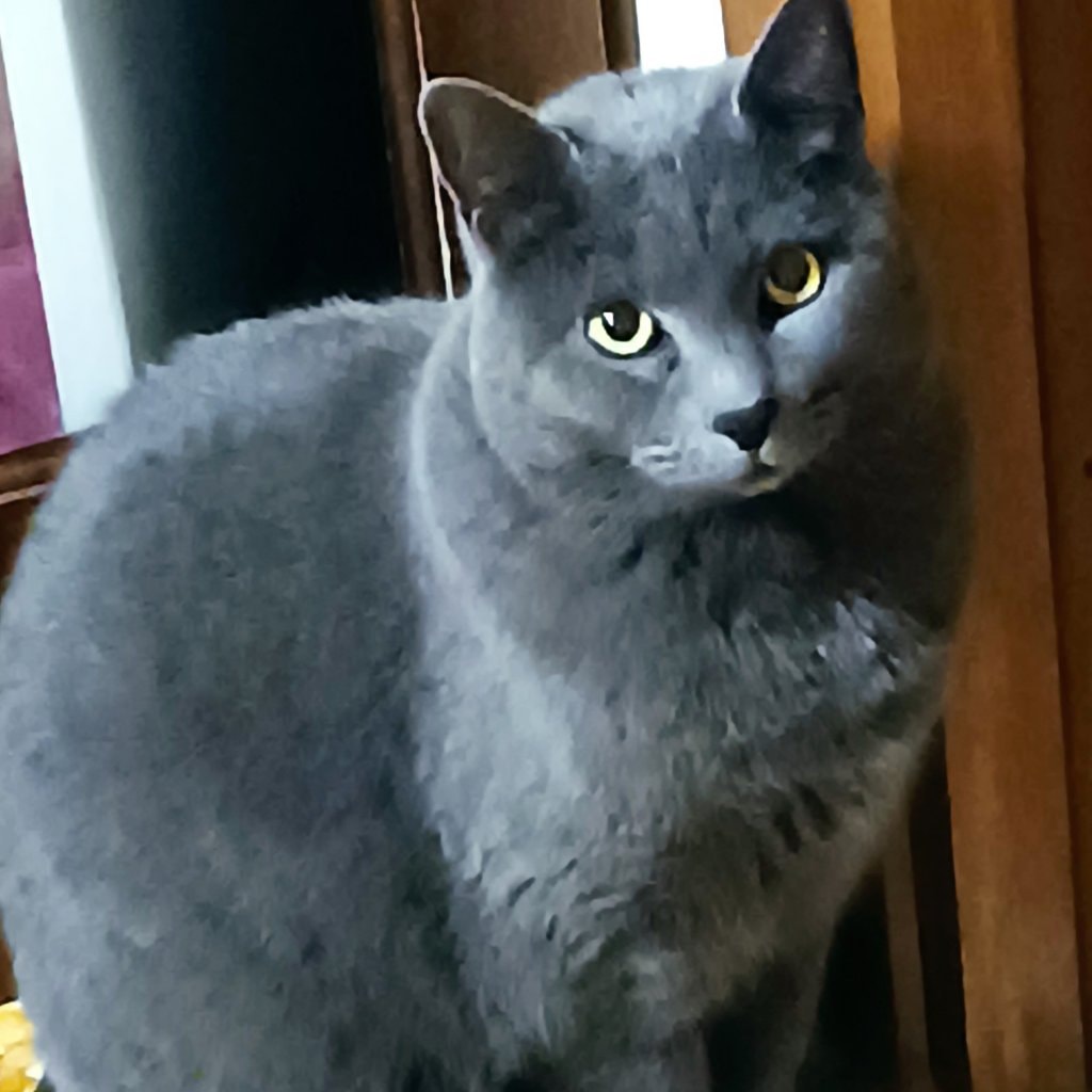 Elsa