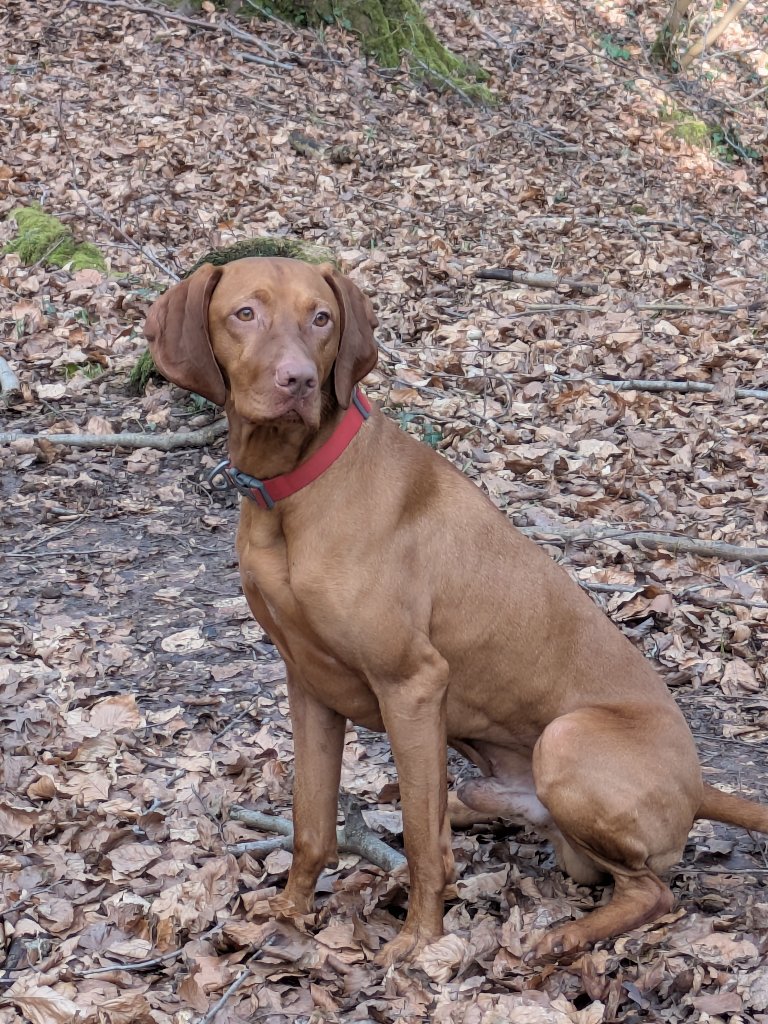 Loki