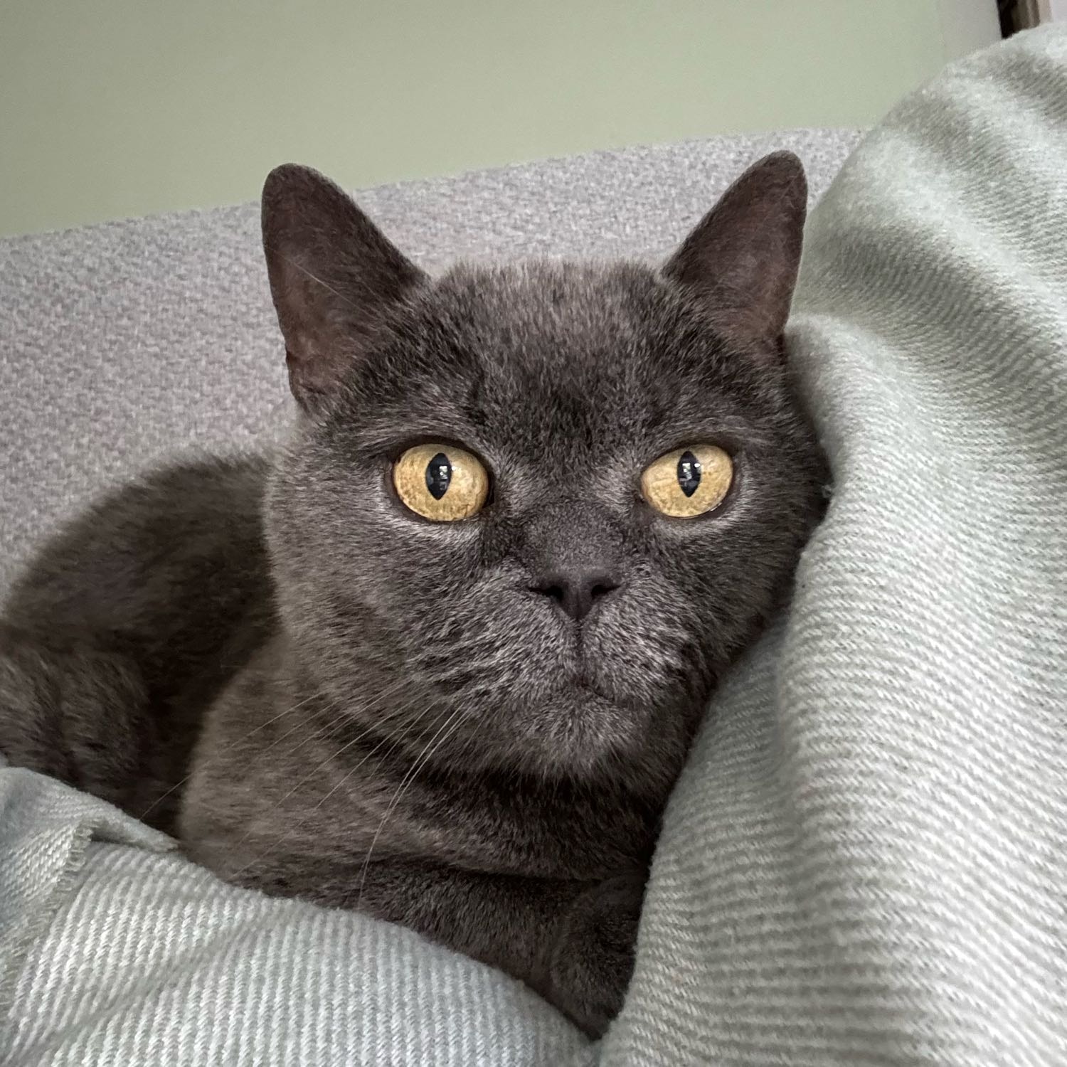 Pele