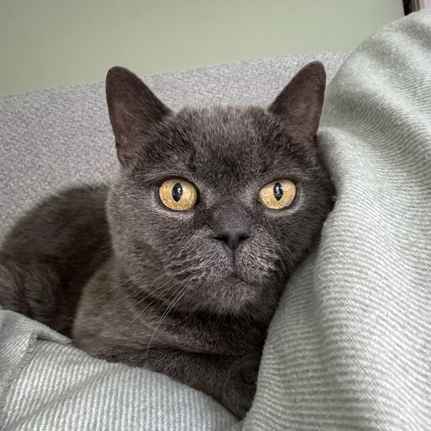 Pele