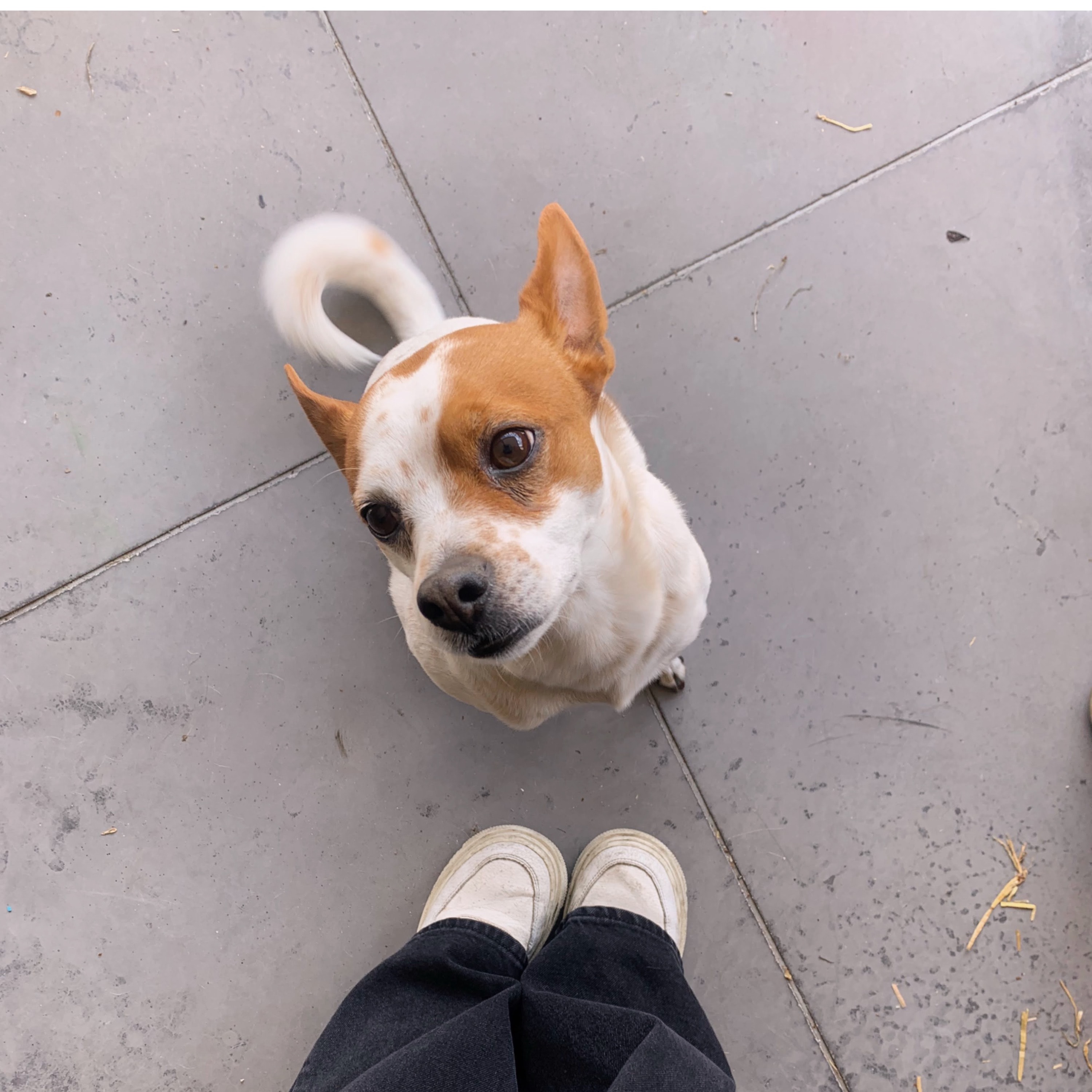 Benji