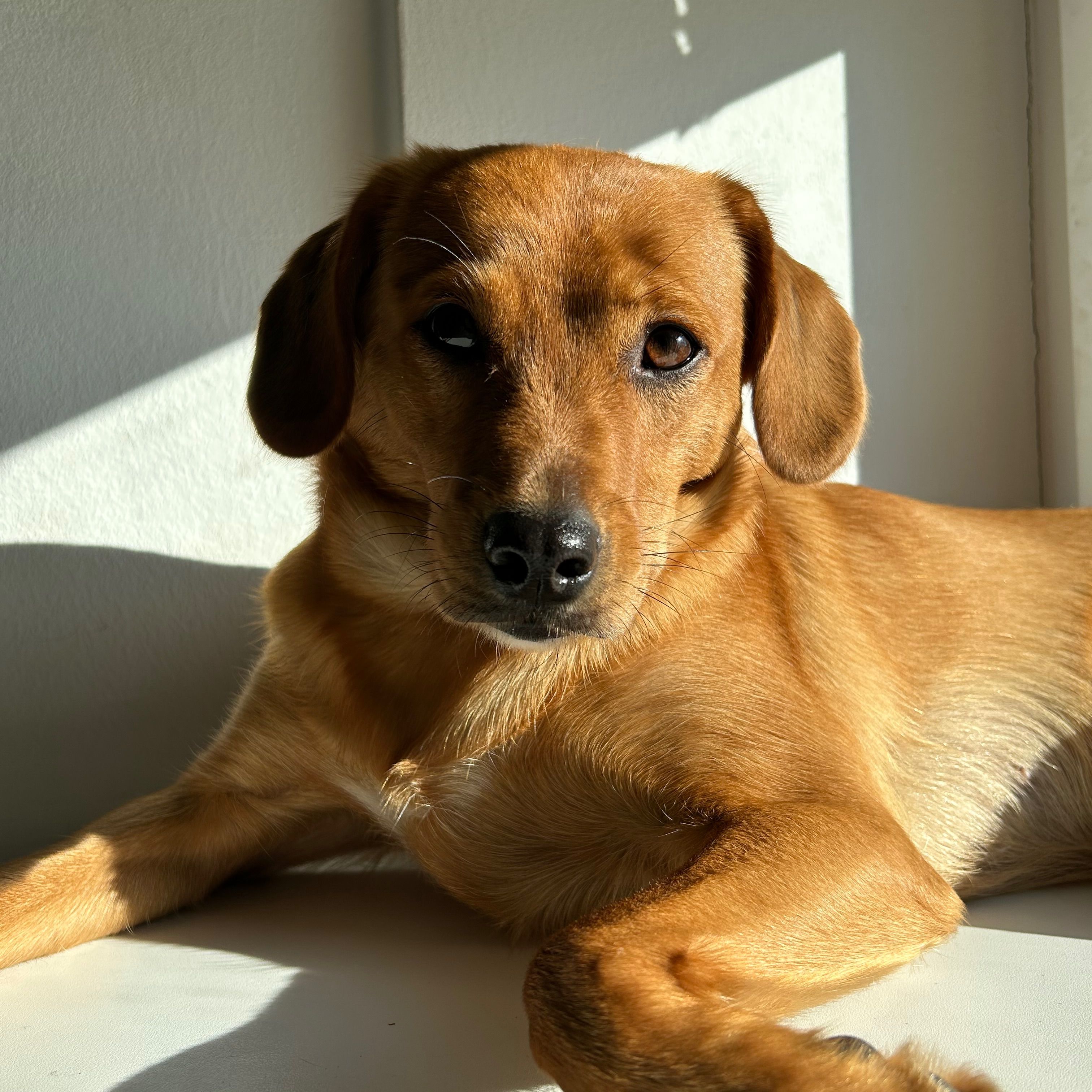 Anni
