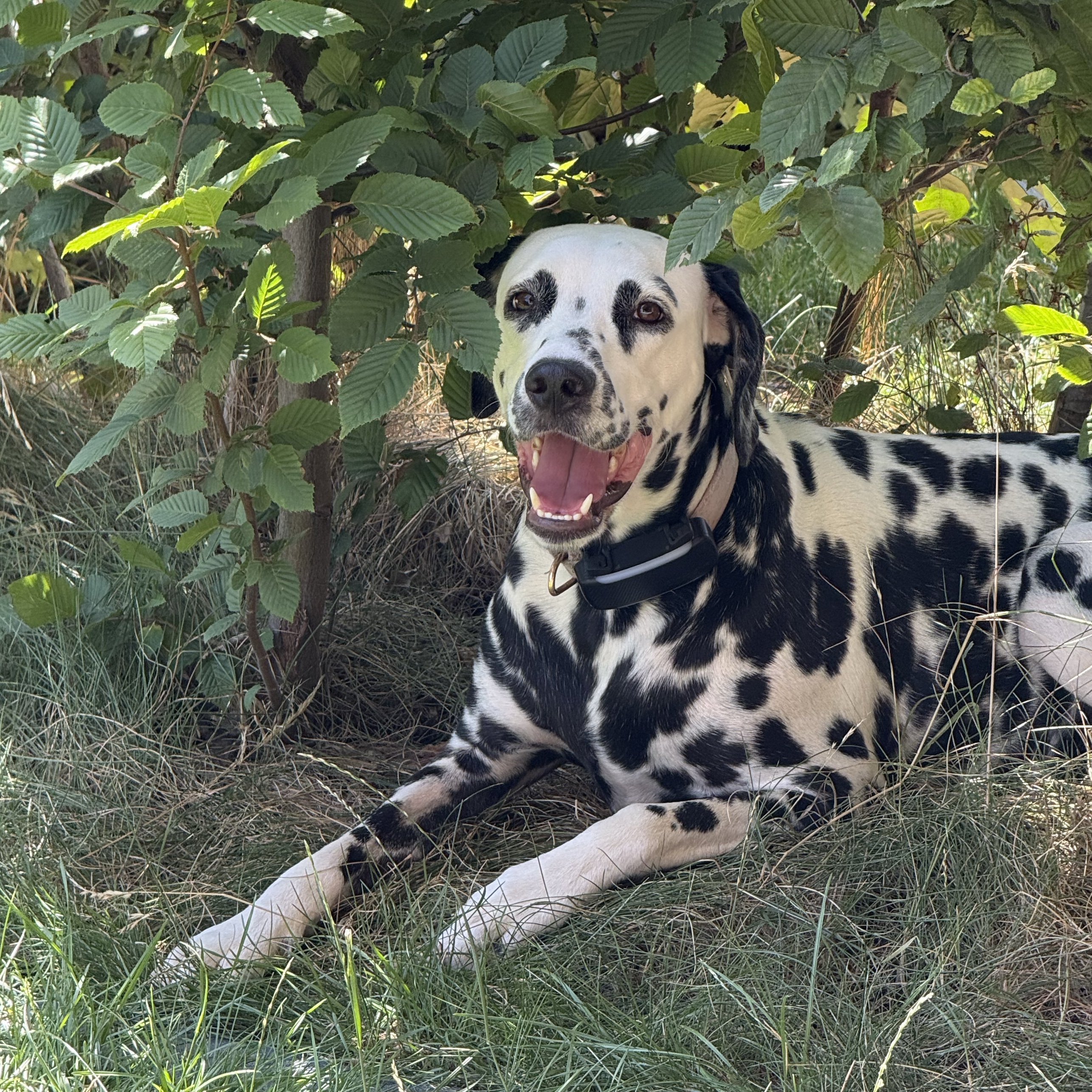 Oreo