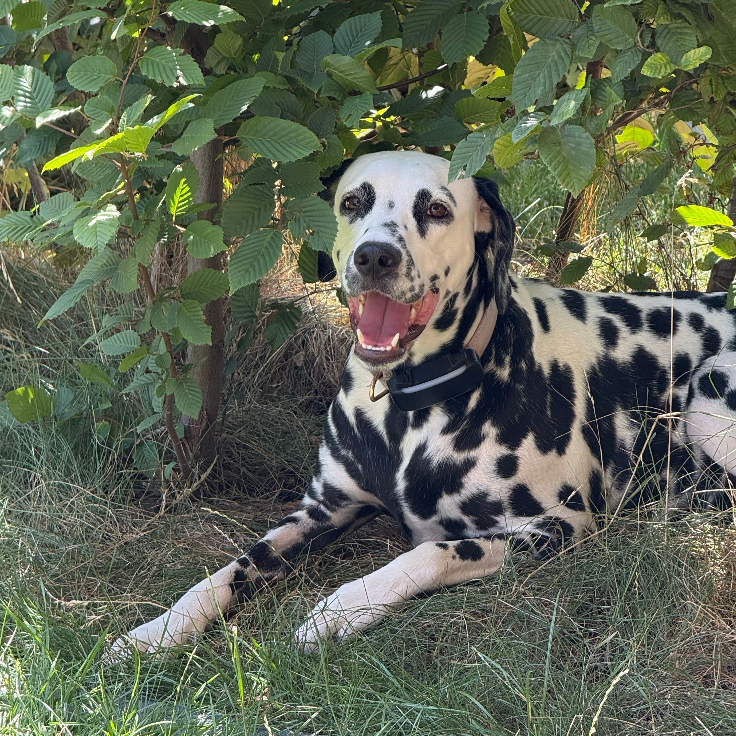 Oreo