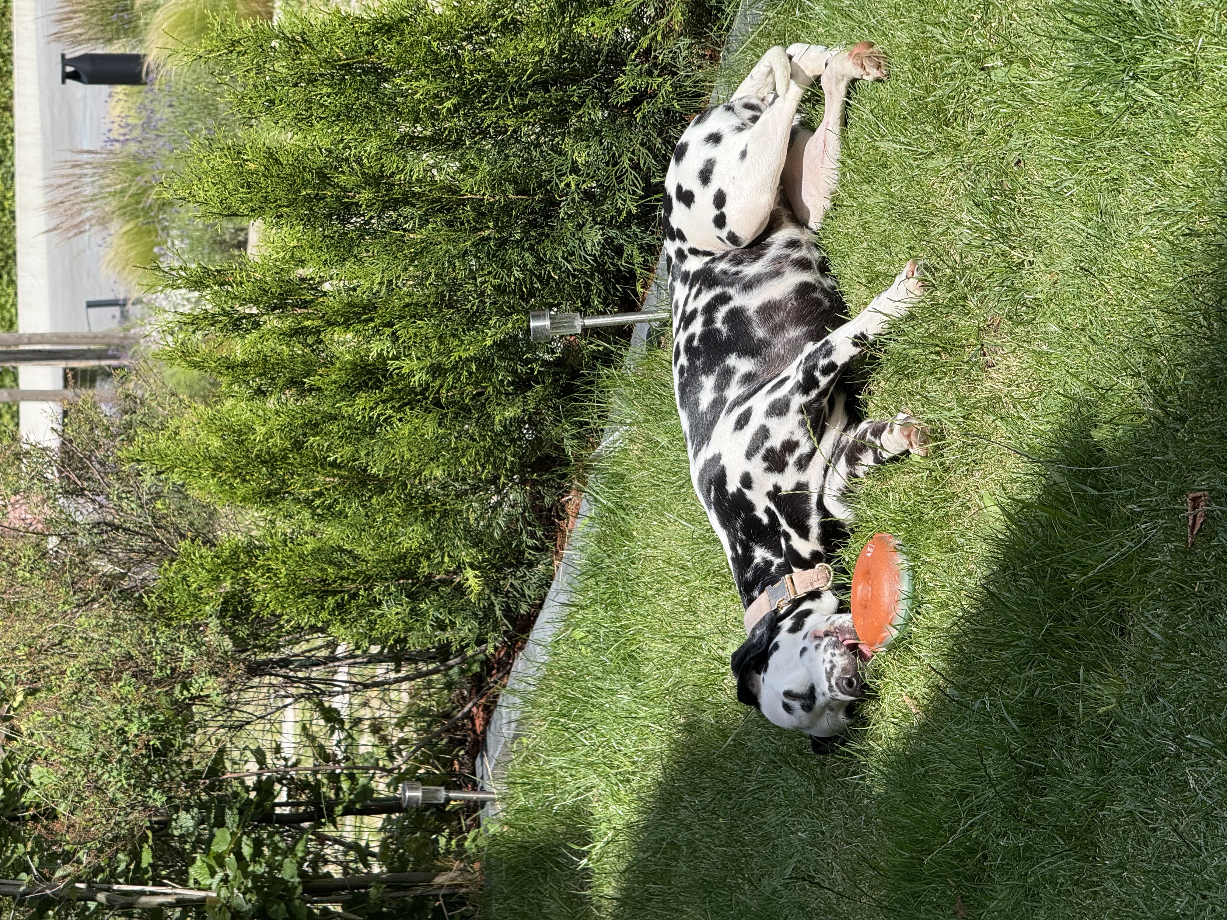 image-7