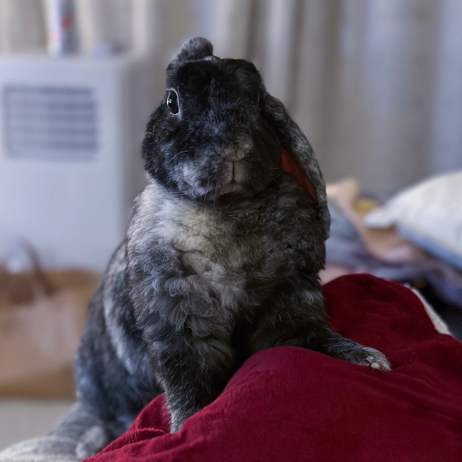 vinnie