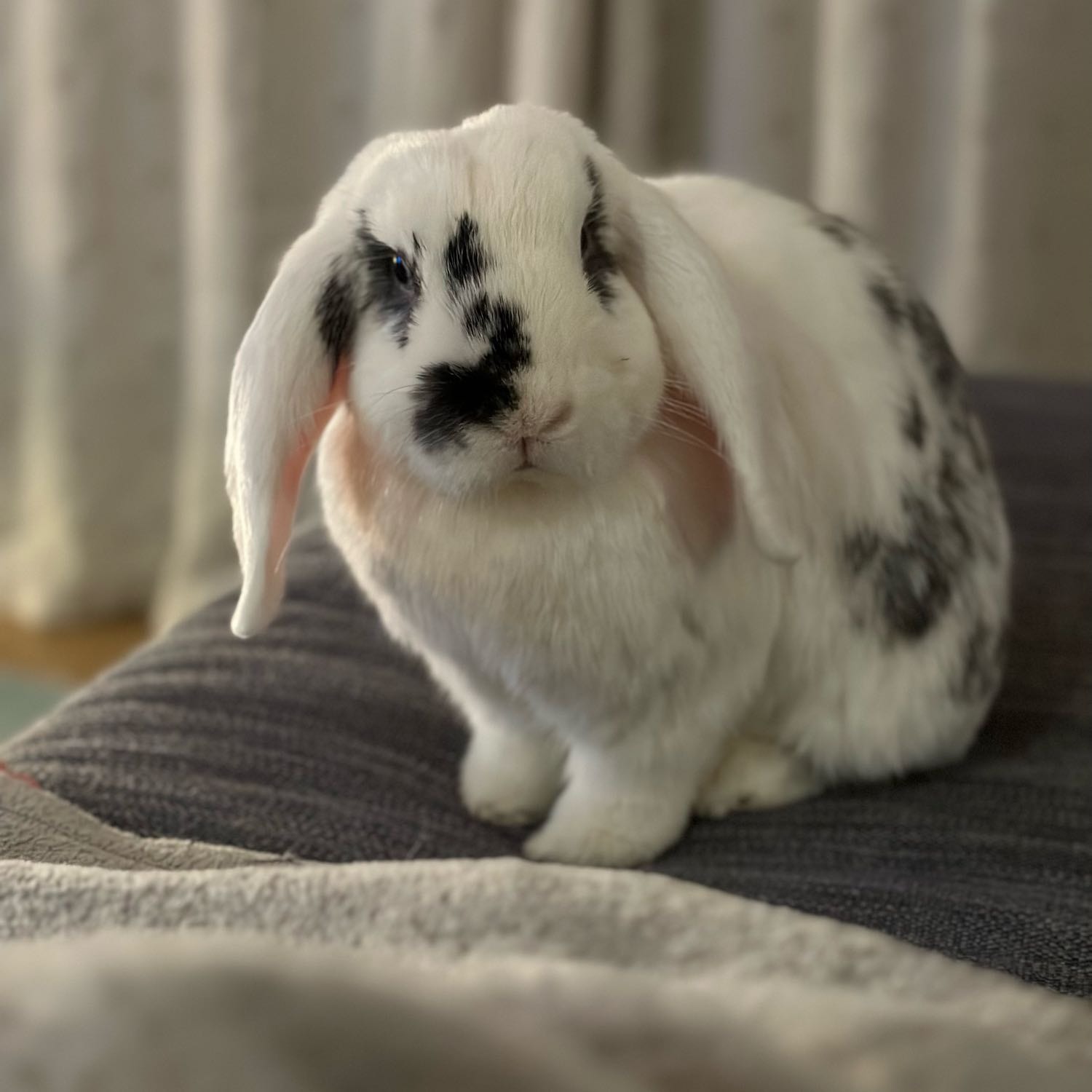 Luna