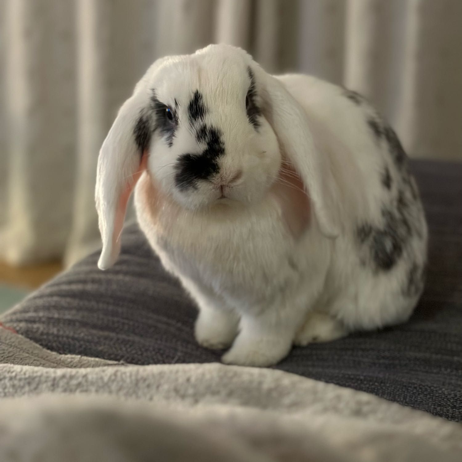 Luna