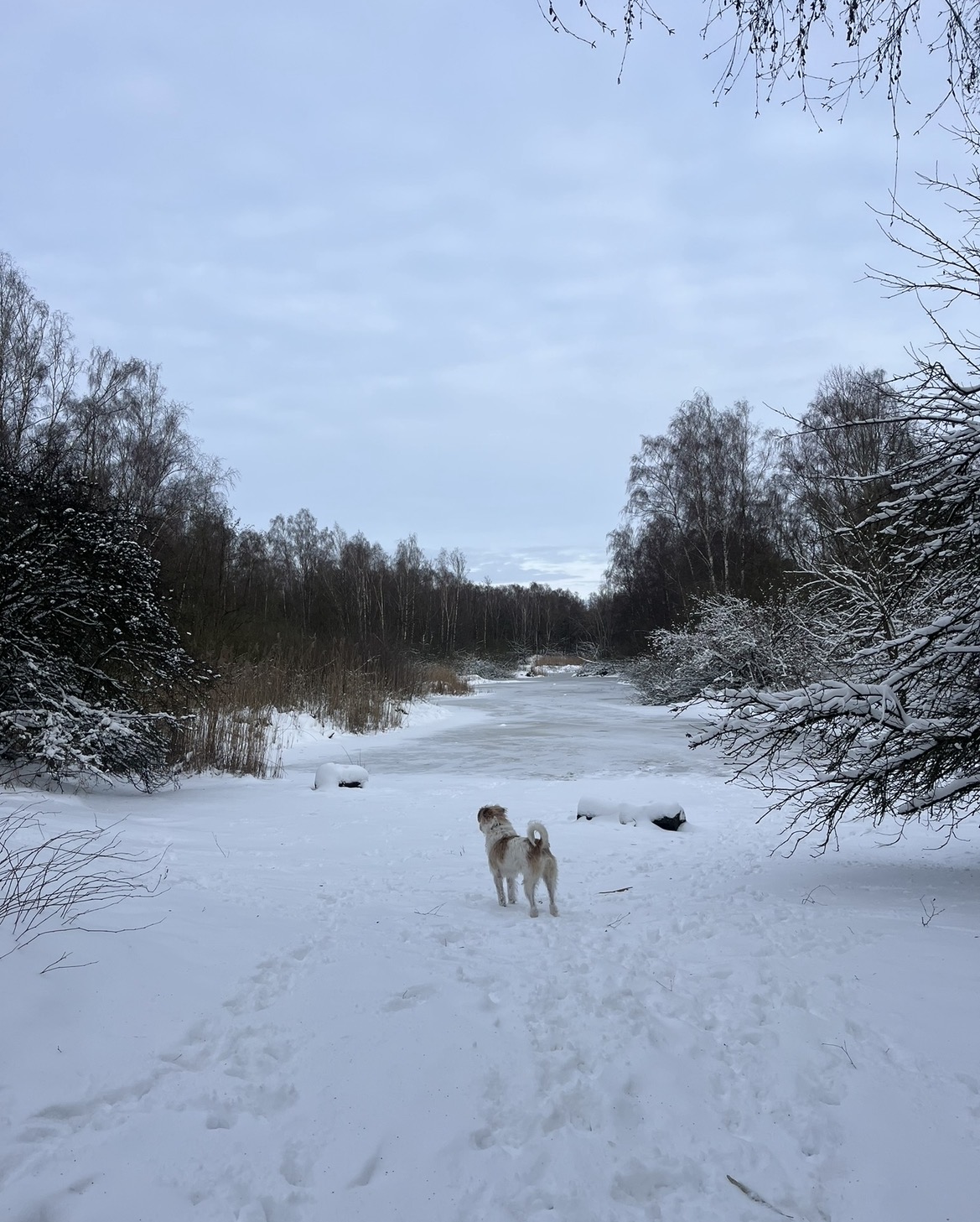 image-4