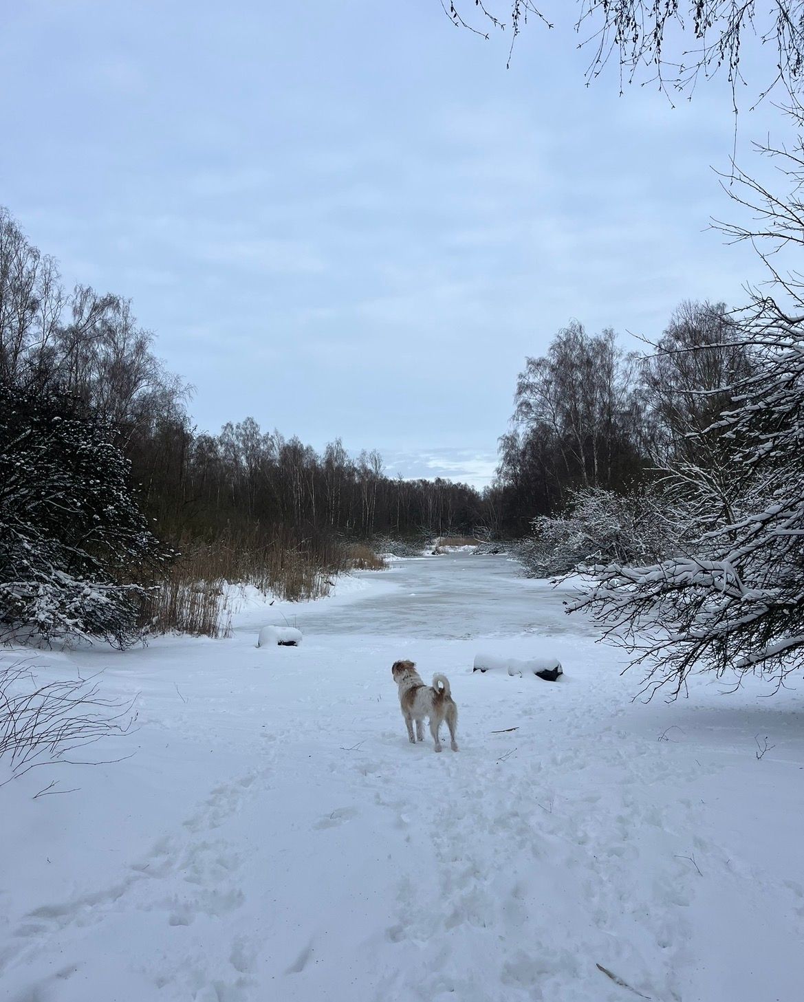 image-4