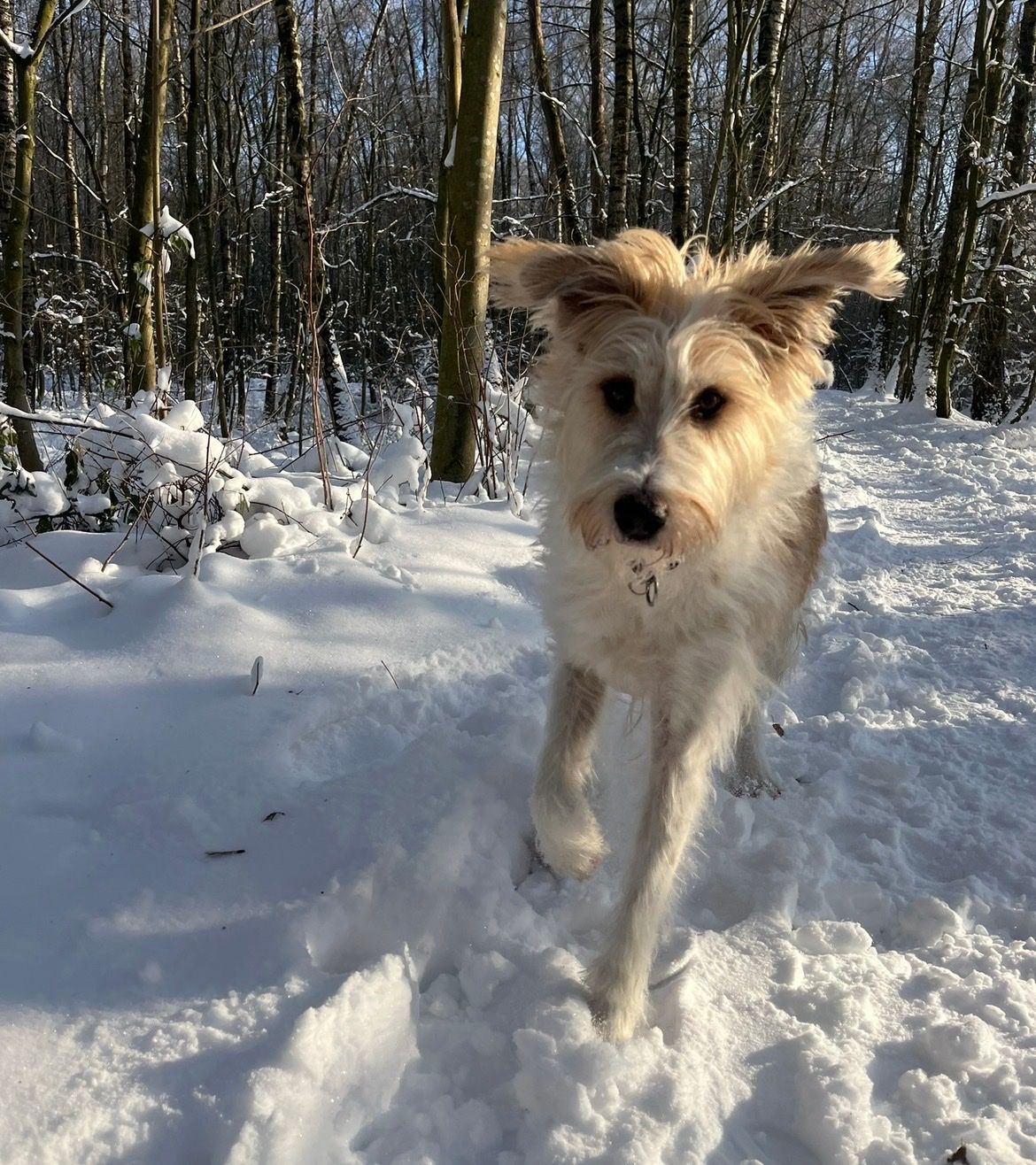 image-6