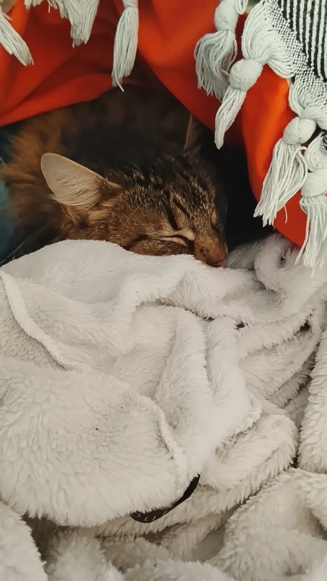 image-6