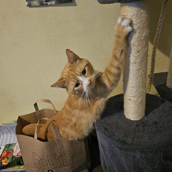 Simba