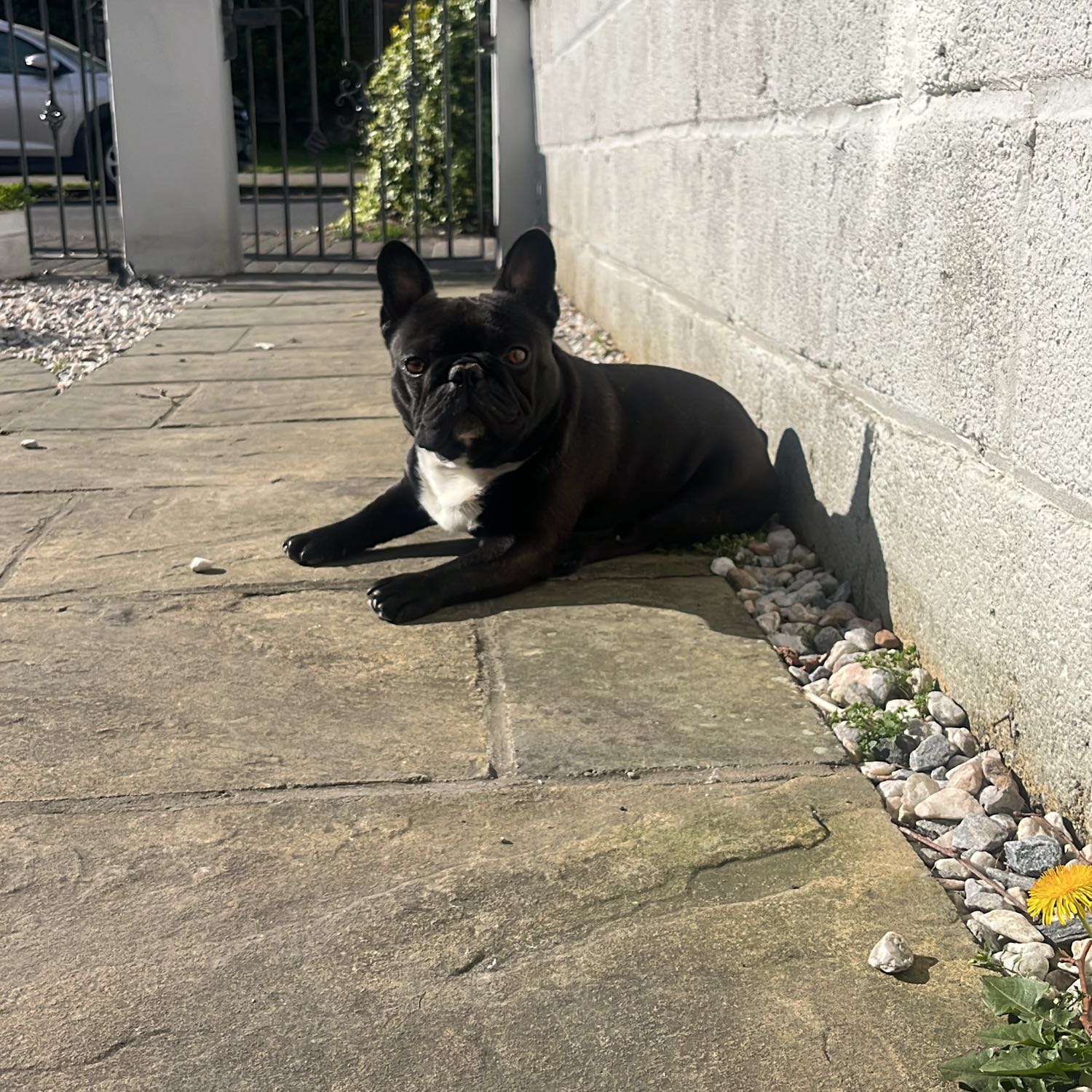 Fred