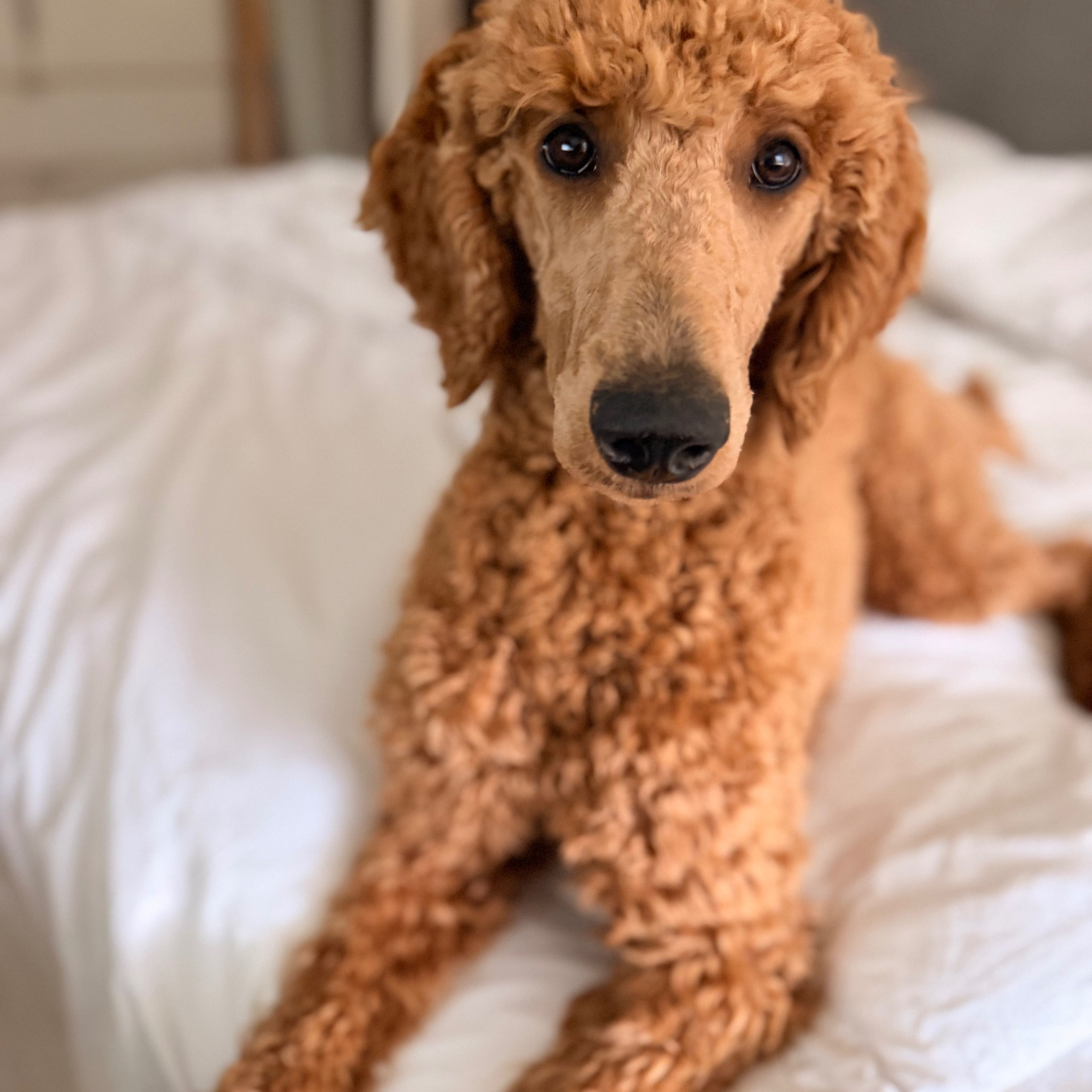 Maja