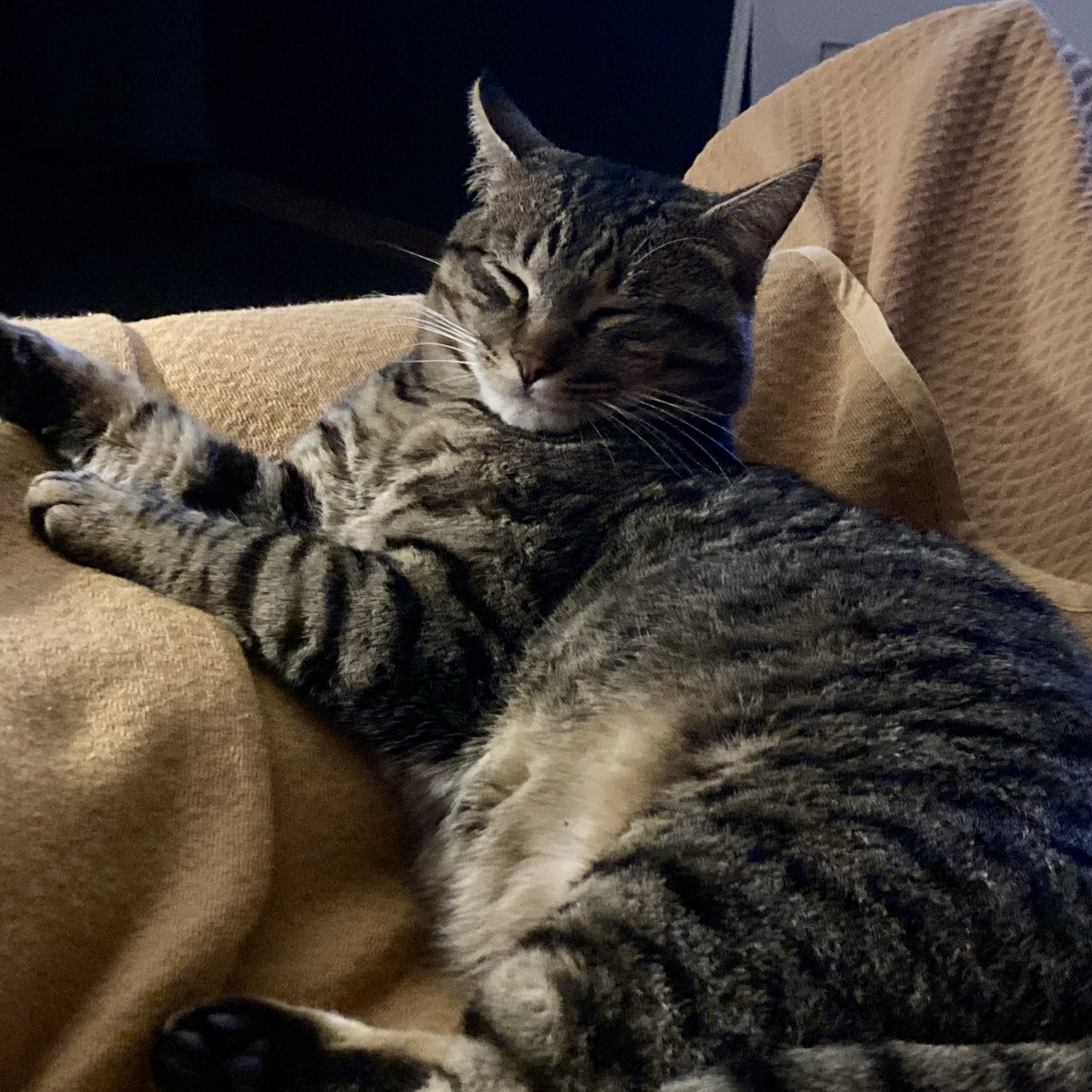 Maurice